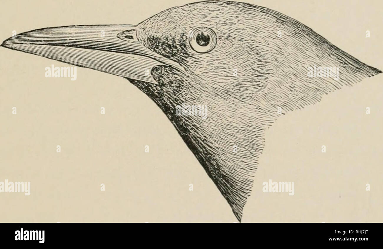 Les Oiseaux De Lest De Lamérique Du Nord Connu Pour Se