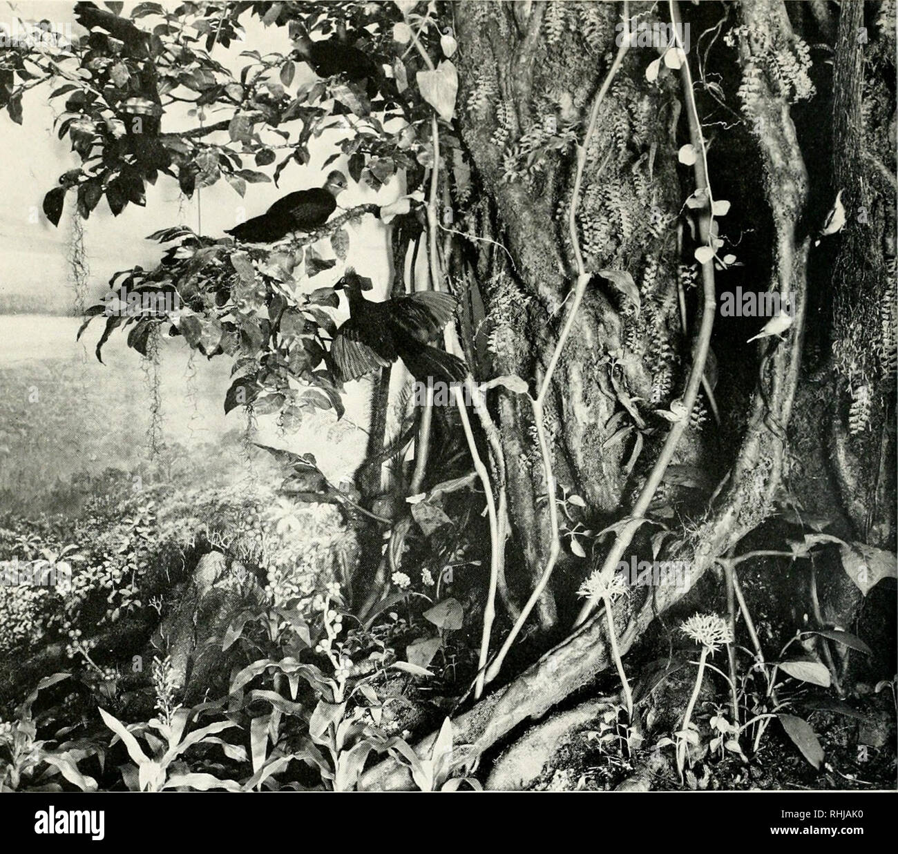 . Oiseaux du monde entier, comme illustré dans l'habitat des groupes de Chicago Musée d'Histoire Naturelle. Les oiseaux. La pièce à Chicago Museum d'Histoire naturelle Le Mont Cameroun ; Les oiseaux d'une forêt de montagne d'Afrique Le Mont Cameroun groupe représente la forêt tropicale en Afrique. Grâce à la pause dans les arbres, on peut voir le haut de la forêt tropicale ombrophile, qui s'étend sans interruption pendant mille miles au sud et l'est à l'extrémité du Congo belge, et avec une légère in- terruptions au nord-ouest comme une bande côtière à la Sierra Leone en Haute Guinée. Dans l'arrière-plan est le mont Cameroun, passant à un peu plus de 13 000 pieds. Sa Banque D'Images