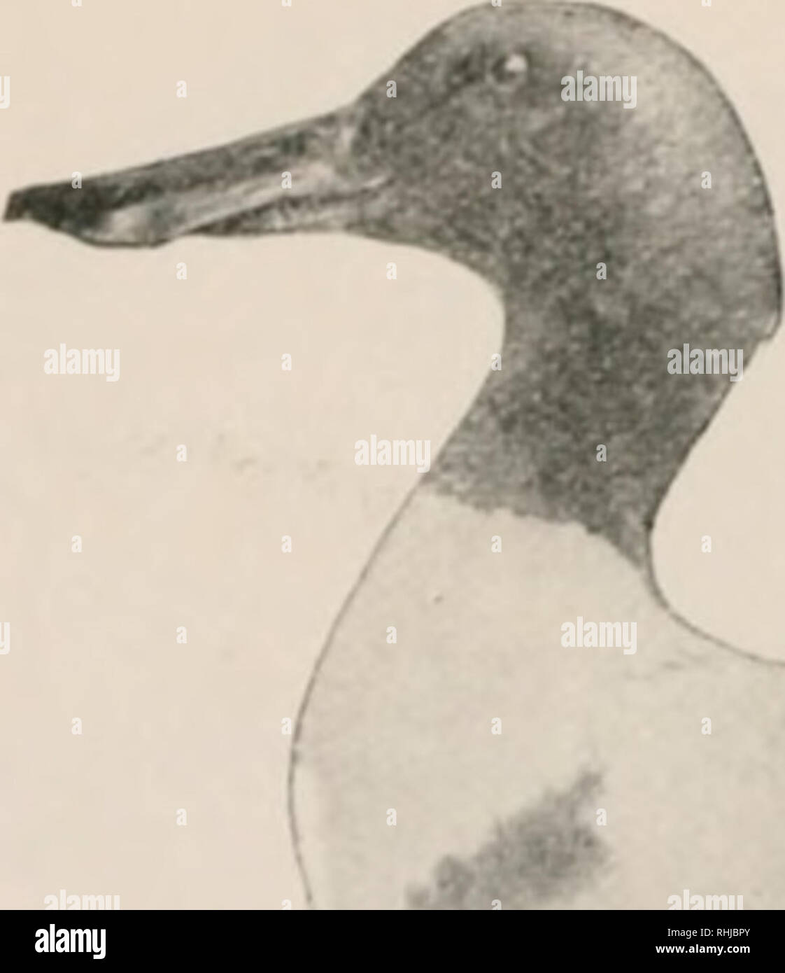 Les Oiseaux De Lest De Lamérique Du Nord Connu Pour Se