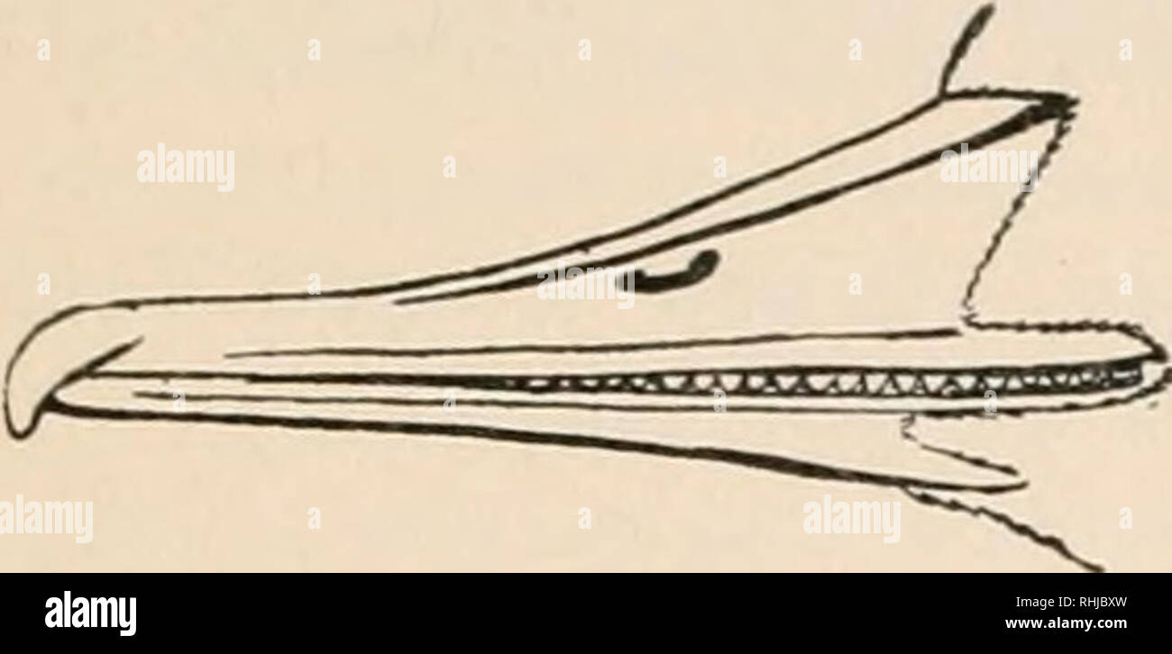 . Les oiseaux de l'Est de l'Amérique du Nord : connu pour se produire à l'est de la quatre-vingt-dixième méridien. Les oiseaux -- Amérique du Nord. Famille ANATIDÉS^E. - -Les canards, oies et cygnes. * 63 Groupe 2. Aile, de 8,50 à 12 pouces de long. L'article 1. Le projet de loi, étroit, avec l =dent comme la dentelure. Distance de la narine à la pointe du projet de loi, à moins de 1,50 ; la tête et le cou, umlerparts ; noir verdâtre, blanc crème, teintée de couleur saumon ; pieds, rouge (mâle). Americann Harle. Harle couronné américain. Sheldrake. Voir n° 86. Distance de la narine à la pointe du projet de loi, à moins de 1,50 ; tête, brun roux ; la Gorge, blanche, pieds, rouge orange (femelle). Banque D'Images