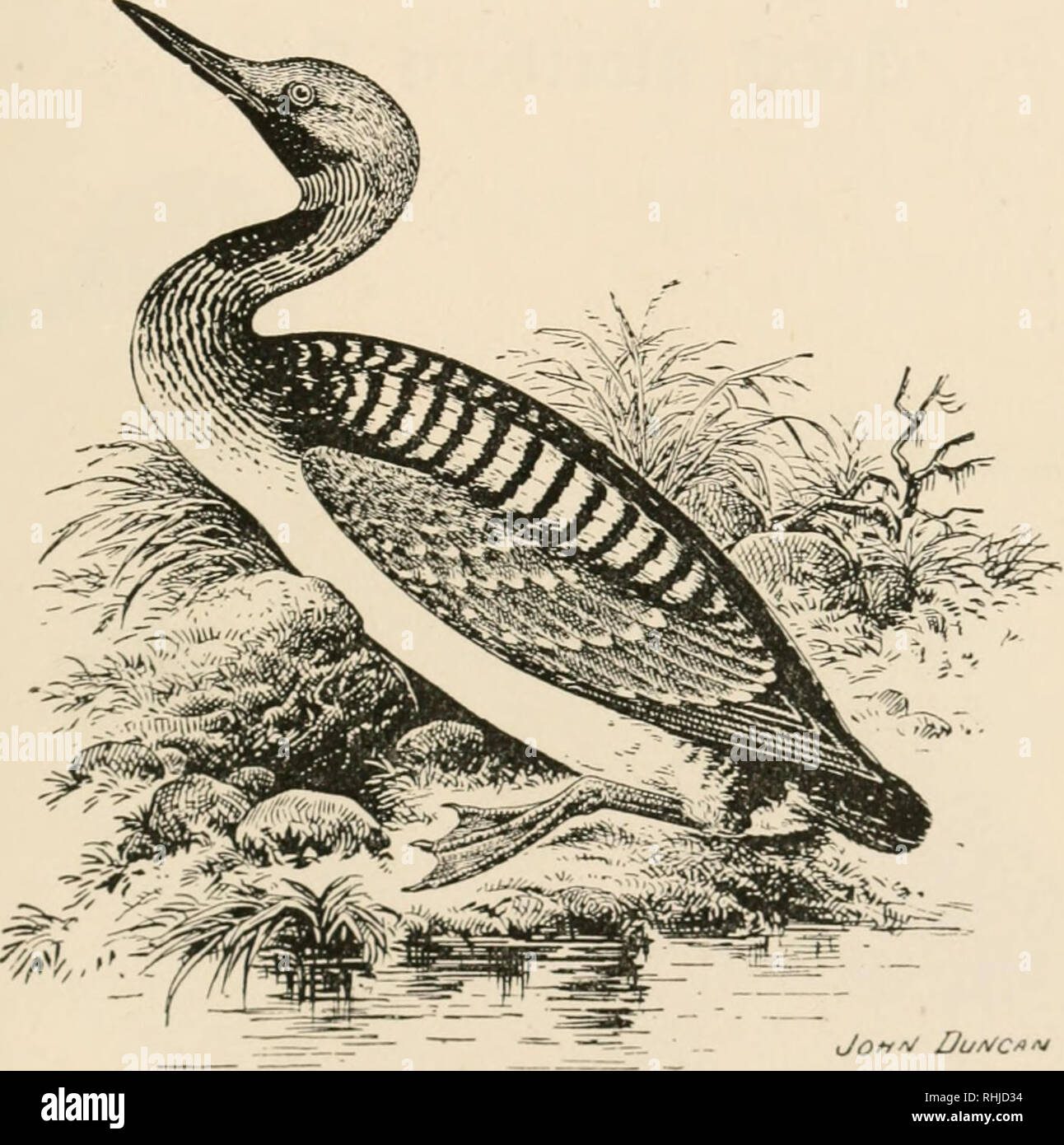 . Oiseaux des îles britanniques. Les oiseaux -- Grande-Bretagne ; Les oiseaux -- L'Irlande. Oiseaux des îles britanniques. 407 Vingt-trois à vingt-cinq pouces. La femelle est semblable au mâle, mais est un peu moins dans la taille. Les jeunes ont le plumage des parties supérieures bordées de blanc. Broatcb JSlacft^3)ivci. La Black-throated Diver {Colyjnhus Arctiais, Linnreus) est un résident dans les îles Britanniques, et il se trouve aussi dans le Paléarctique occidental et du Nord régions néarctique. L'adulte en tenue d'été a les parties supérieures noirâtres, witli bars et des taches de blanc ; et la couronne postérieure du cou, cendré-gris ; le menton et la gorge, noir, Banque D'Images