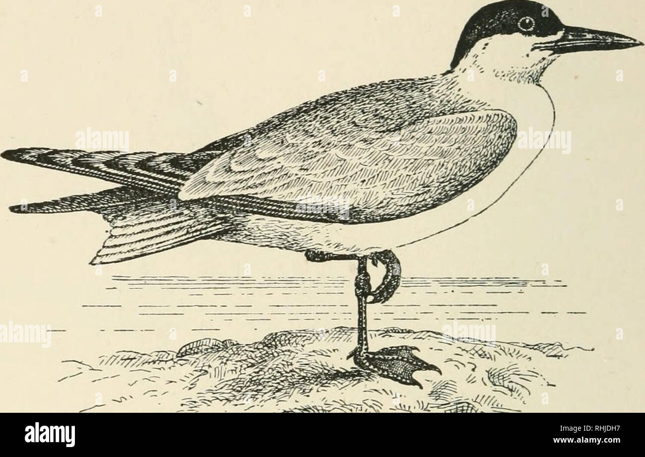 Oiseaux Des îles Britanniques Les Oiseaux Grande