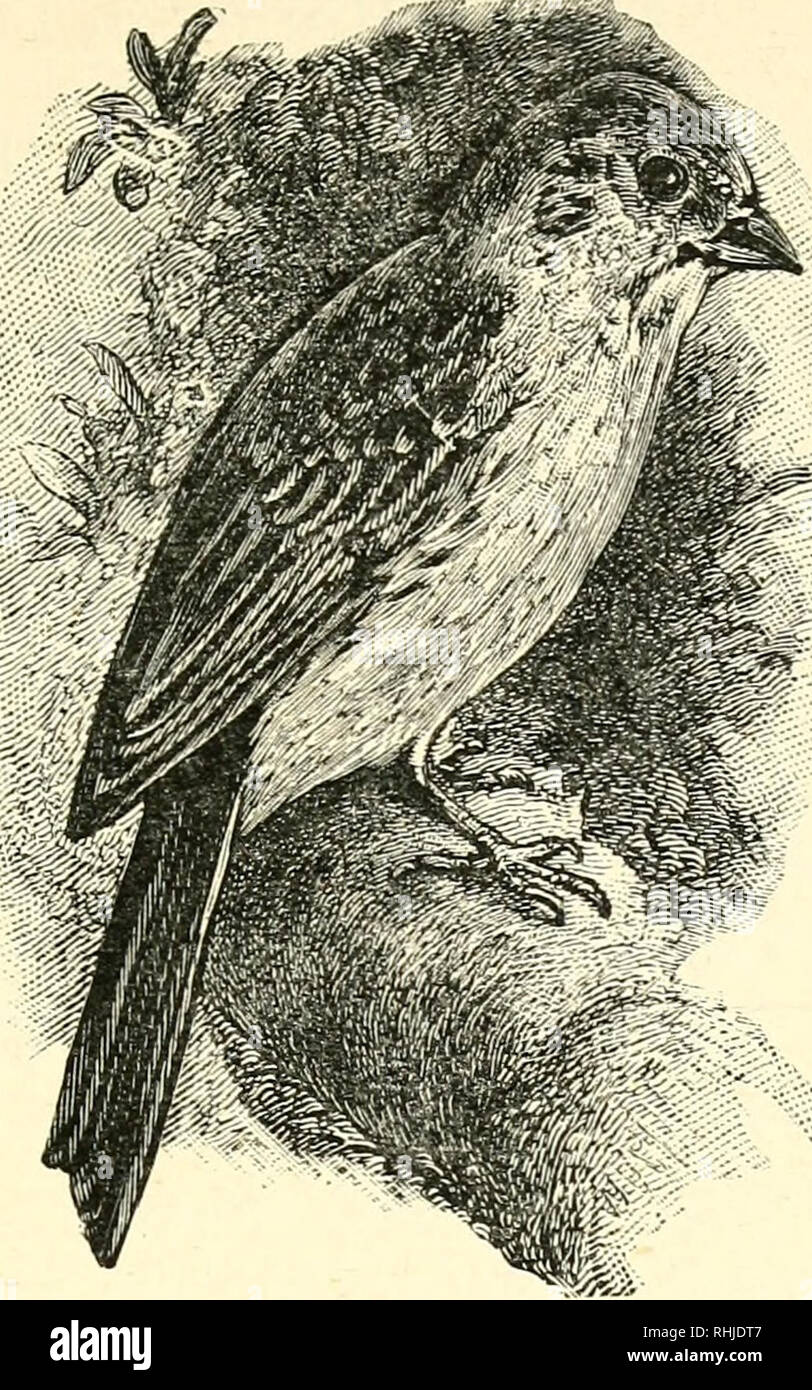 . Les oiseaux de notre pays. . Marteau jaune. EMBERIZA CITRINELLA. Passerid famille.b. Fringillin^ sous-famille. Genre em- BERIZA. Bruant jaune-or-Yeldrock Yoldring Spink-Yeldring-jaune. Le chien jaune, ou plus correctement, l'AMMER Jaune (Ammer étant le mot allemand pour Bunting), est la plus courante de nos bruants et se retrouve partout dans la Grande-Bretagne et d'Irlande, ses repaires préférés étant les haies, routes de campagne et les champs. C'est timide de villes, cependant, et l'épais bois, pré- ferring à conserver sur leurs frontières. C'est un bel oiseau dans sa robe brillante, et mais pour ses comm Banque D'Images