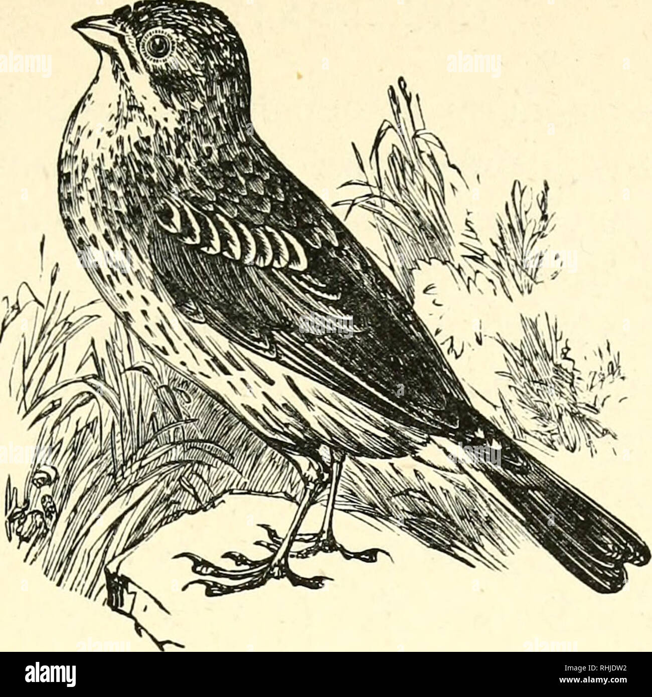 . Les oiseaux de notre pays. . Bruant PROYER. EMBERIZA MILIARIA. Passerid^ la famille. Fringillin^ sous-famille. Genre em- BERIZA. Bunting Bruant noir-commune-bas. Le bruant proyer, ou comme on l'appelle parfois, la politique commune de Bunting, mais de façon inappropriée, car c'est loin d'être le plus connu des bruants dans ce pays, se retrouve dans certains districts à travers les îles Britanniques, dans certaines communes, rares dans d'autres. C'est un résident d'oiseaux, mais ses effectifs sont en grande partie par l'augmentation des migrations d'automne. Les tracts qu'il préfère sont le grand, ouvert, niveau altitude cultivé, districts, loin de bois et arbres, et Banque D'Images