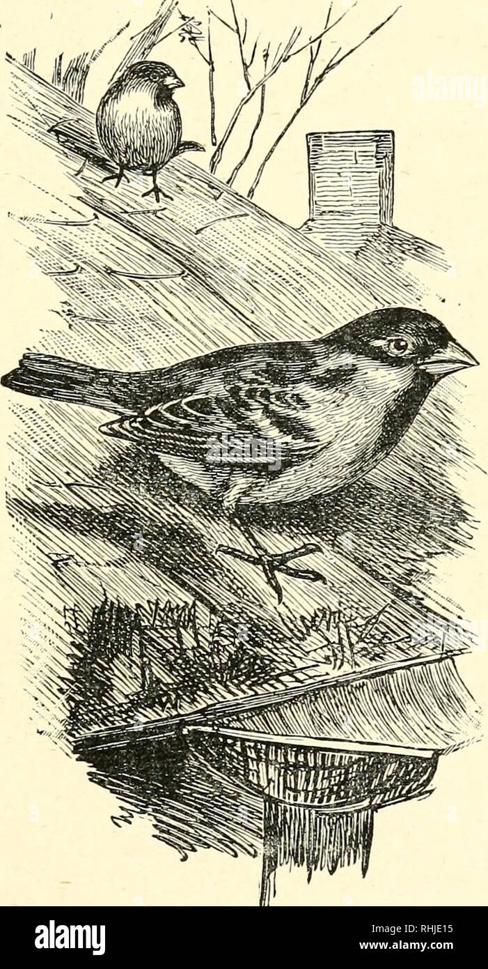 . Les oiseaux de notre pays. Moineau domestique. 107 les oeufs, quatre à six, sont d'un vert olive pâle, tachetés de noir brunâtre et irrégulièrement striées de brun noirâtre brun olive. Ils ne peuvent pas être facilement confondu avec les oeufs des autres oiseaux britanniques.. Moineau domestique. PASSER DOMESTICUS, Passerid^. Fringillin^ sous-famille, genre Passer. Moineau domestique Moineau-Common-Sprug. Cela, nous pouvons bien tenir compte, c'est notre oiseau résident le plus courant. Dans toutes les parties, que ce soit sur les toits et. Veuillez noter que ces images sont extraites de la page numérisée des images qui peuvent avoir été retouchées numériquement pour plus de lisibilité - col Banque D'Images