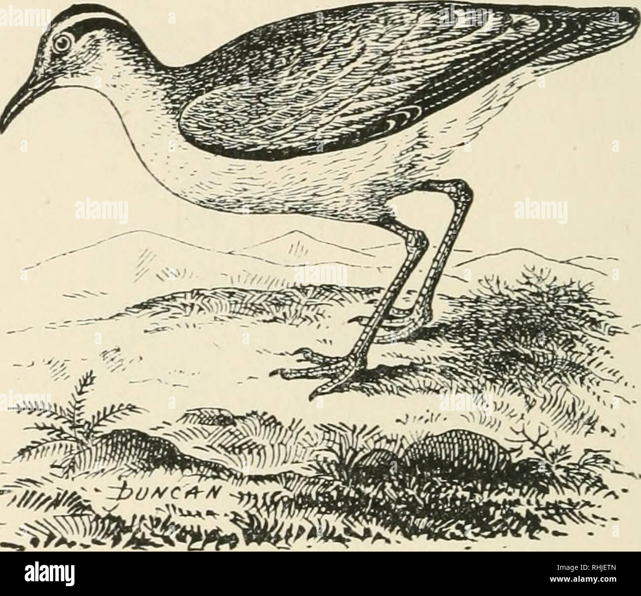Oiseaux Des îles Britanniques Les Oiseaux Grande