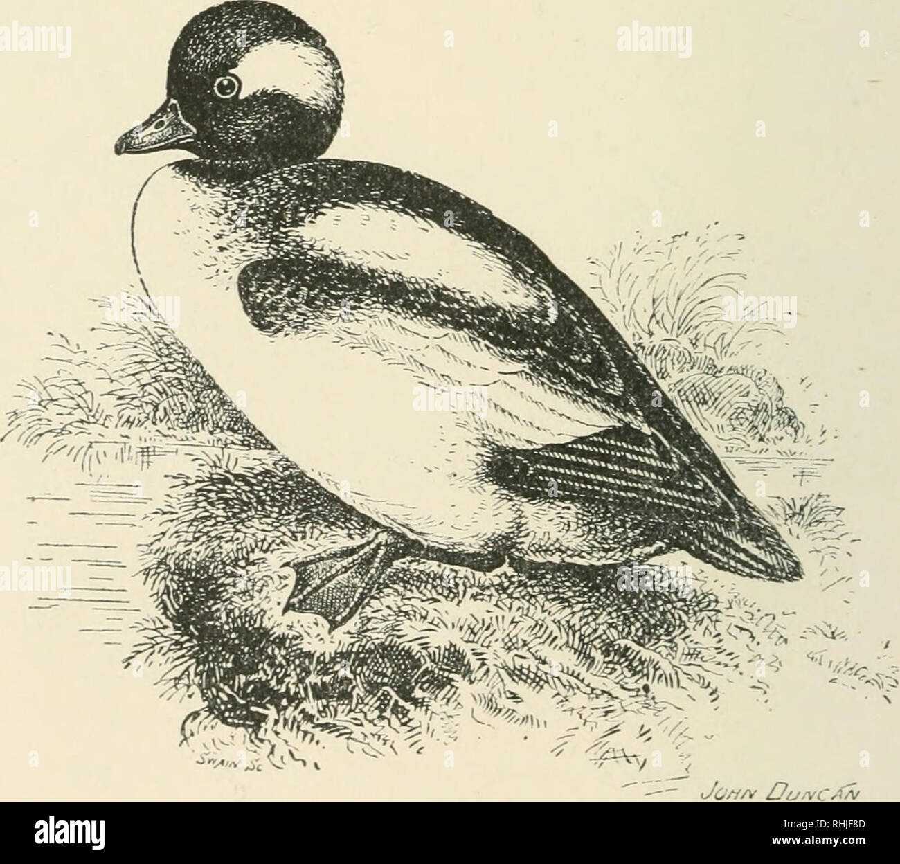 Oiseaux Des îles Britanniques Les Oiseaux Grande