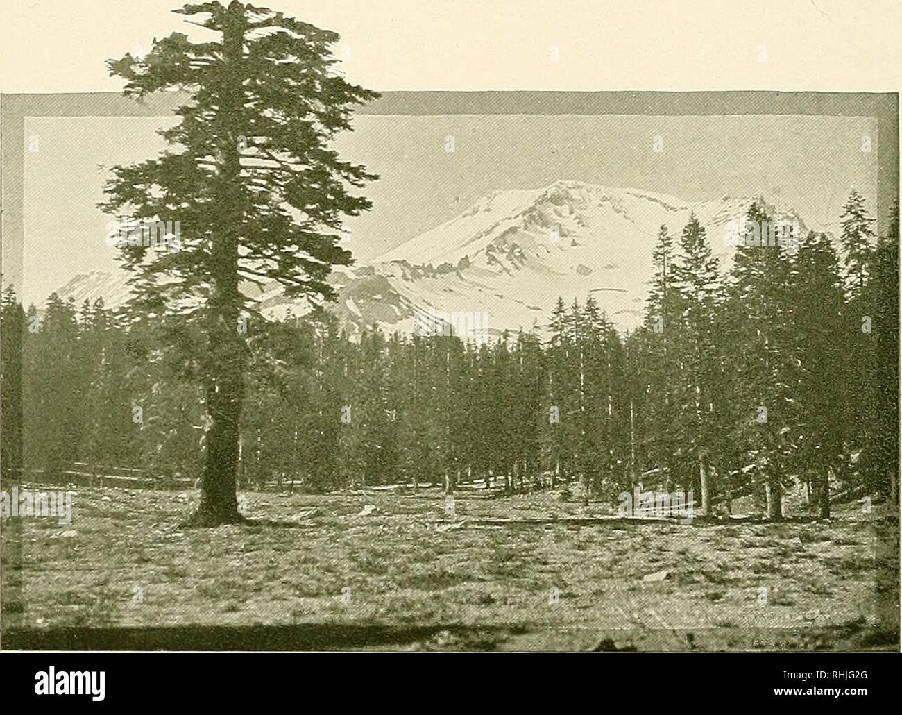 . Les oiseaux de Californie : un tableau complet, scientifiques et populaires de l'compte 580 espèces et sous-espèces d'oiseaux trouvés dans l'état. Les oiseaux ; les oiseaux. Les geais gris No lla Gray Jay A. O. U. n° 485a. Perisoreus obscurus griseus Ridgway. Synonymes.-Comme dans la forme précédente. Description.-"similaire à P. o. obscurus, mais nettement plus élevé (sauf les pieds), et la coloration beaucoup plus gris ; dos, etc., profond, gris-souris au lieu de brun, et la queue entre les rémiges gris neutre et gris fumée, au lieu d'un gris terne, et parties inférieures blanc grisâtre brun au lieu de blanc.'" (Ridgway). Longueur (av. de trois nort Banque D'Images