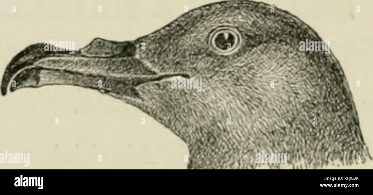 Les Oiseaux De Lempire Japonais Les Oiseaux Japon 270