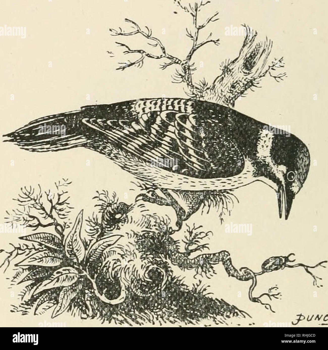 Oiseaux Des îles Britanniques Les Oiseaux Grande