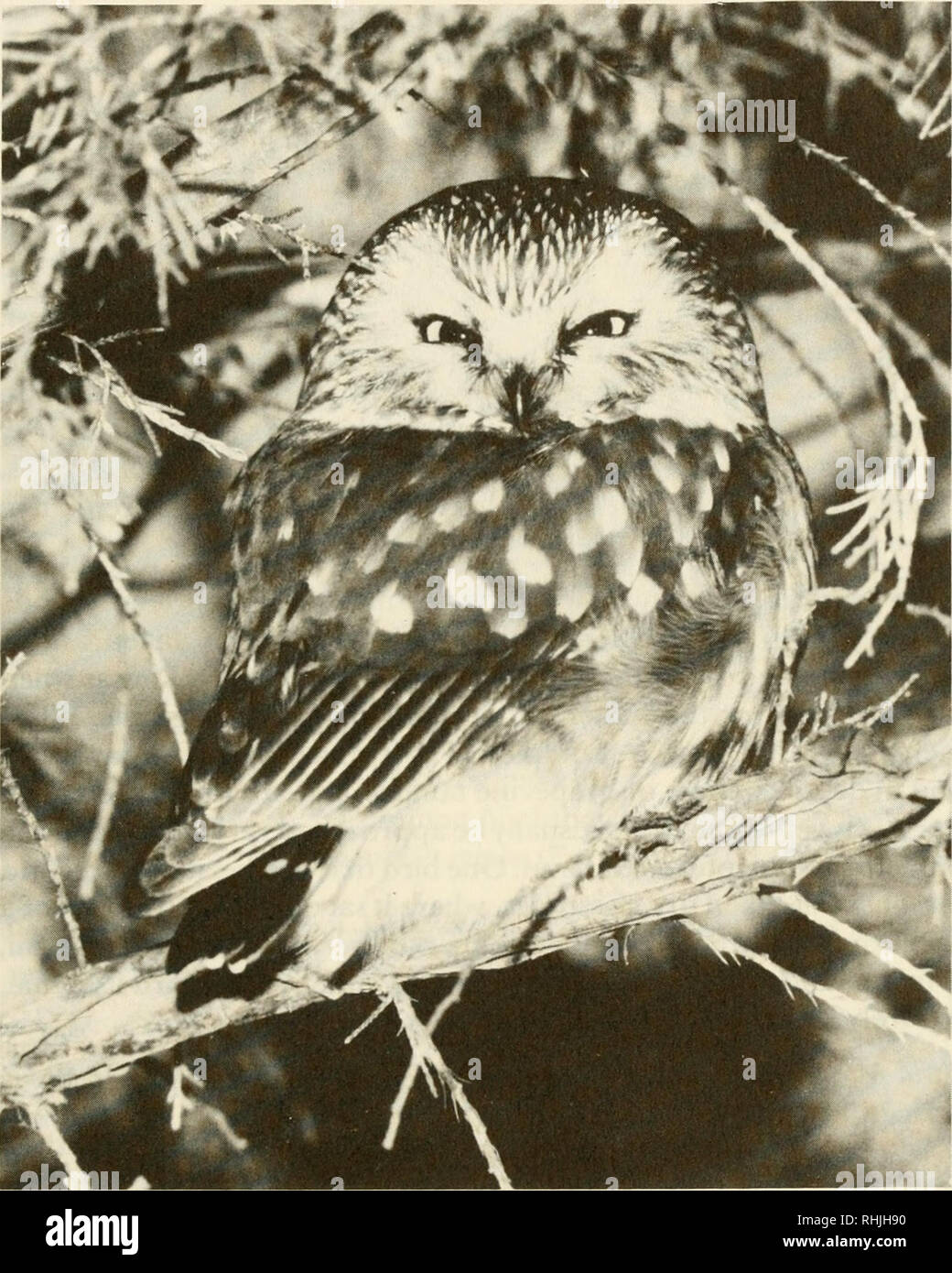 . Les oiseaux dans le Kansas. Les oiseaux -- Identification du Kansas. Les hiboux 345. Un adulte la Petite Nyctale (Aegolius acadicus). Photographie par Ed et Jean Schulenberg. Petite Nyctale Aegolius acadicus (Gmelin) Statut : La Petite Nyctale est un local rare et transitoire de l'état de résident d'hiver. Il niché dans le comté de Wyandotte en 1951.. Veuillez noter que ces images sont extraites de la page numérisée des images qui peuvent avoir été retouchées numériquement pour plus de lisibilité - coloration et l'aspect de ces illustrations ne peut pas parfaitement ressembler à l'œuvre originale.. Thompson, Max C ; Ely, Charles A. (Charles Adelb Banque D'Images