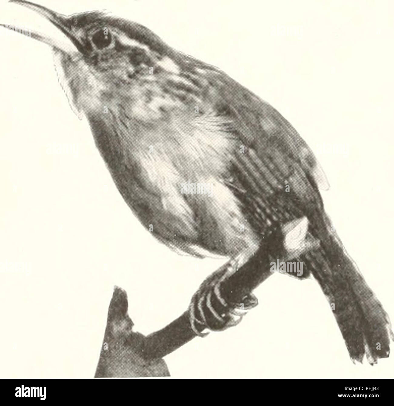 . Oiseaux d'Amérique ;. Les oiseaux -- Amérique du Nord. Les OISEAUX D'AMÉRIQUE 190.-au-dessus de couleur clair, marron-rouille (près de prouts- brun à brun-marron), plus terne sur couronne (en particulier sur le front), plus lumineux (lumière de châtaigne ou bruant à poitrine- écrou) sur le croupion et la queue-caudales ; croupion avec con- cealed taches arrondies de blanc, des plumes couleur ardoise foncé ou noirâtre-ardoise basally ; ailes et queue brun terne, de retour, de façon restrictive (parfois indistinctement) interdit de brun noirâtre, l'extérieur de plumes de queue et pri- maries avec des espaces entre les barres foncées entre plus pâle (pale buffy ou ternes blanchâtres, au moins en partie) ; milieu Banque D'Images