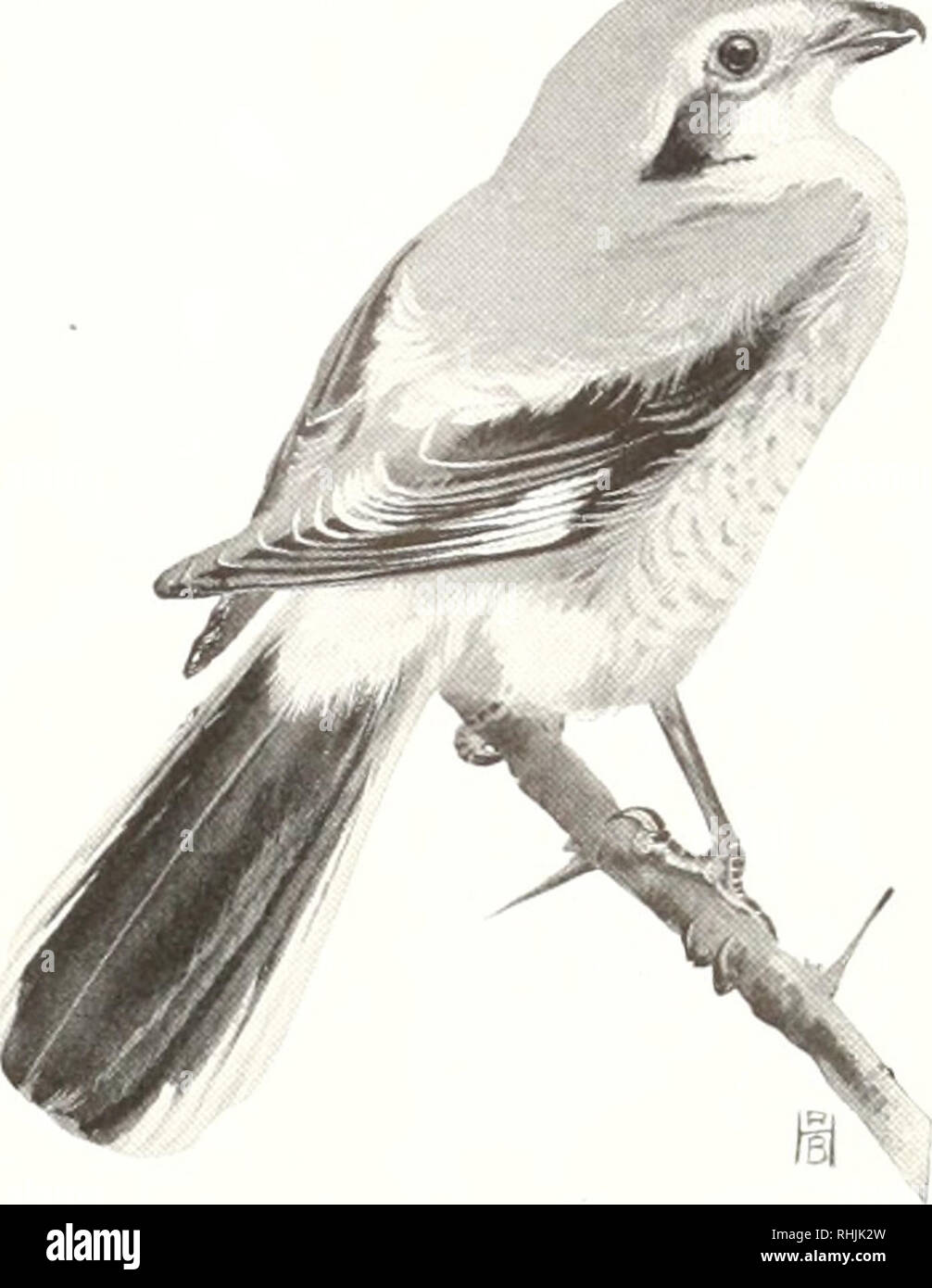 Oiseaux Damérique Les Oiseaux Amérique Du Nord 99