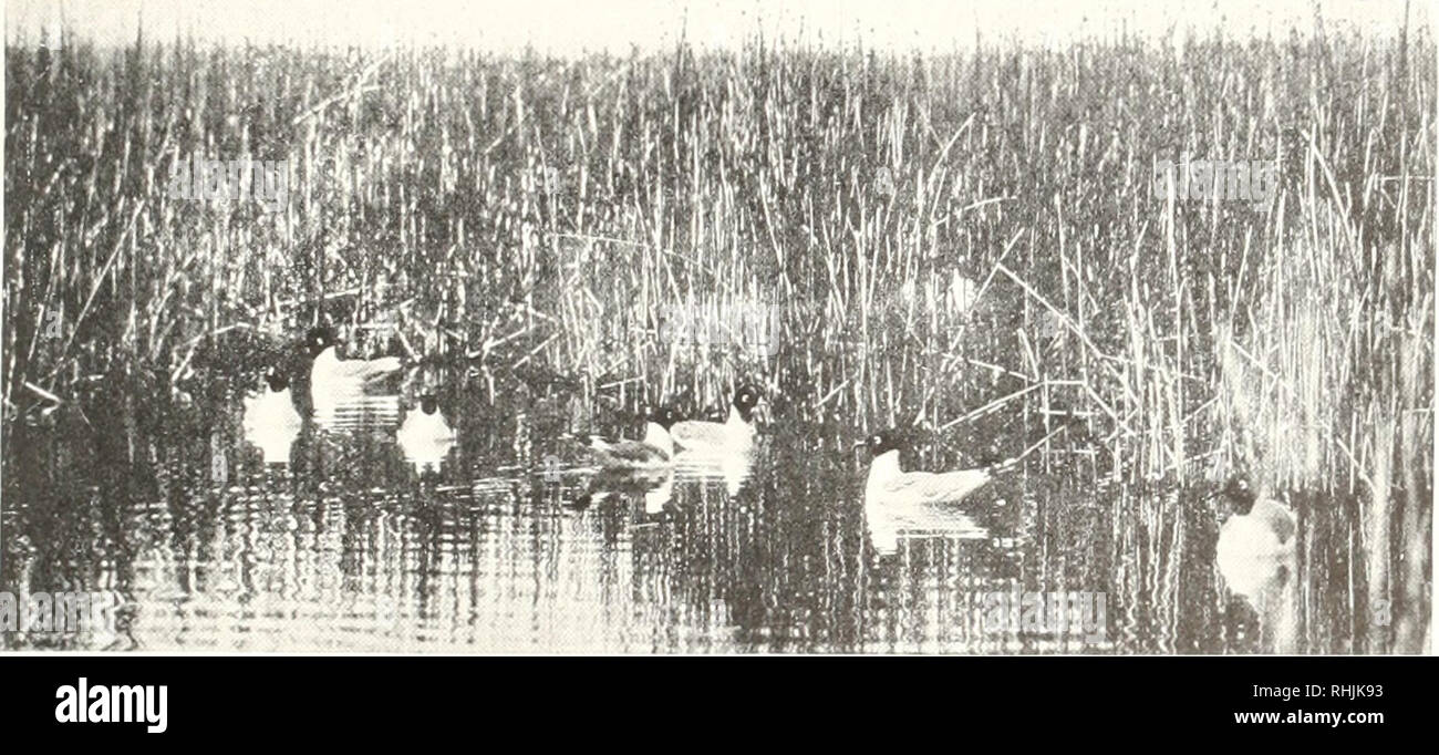 Oiseaux Damérique Les Oiseaux Amérique Du Nord