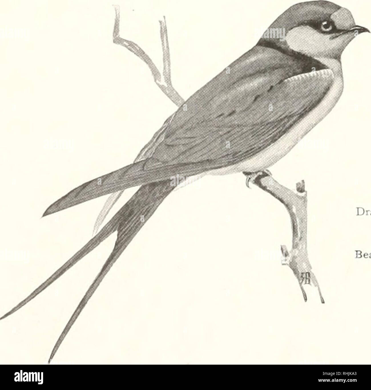 Oiseaux Damérique Les Oiseaux Amérique Du Nord 86
