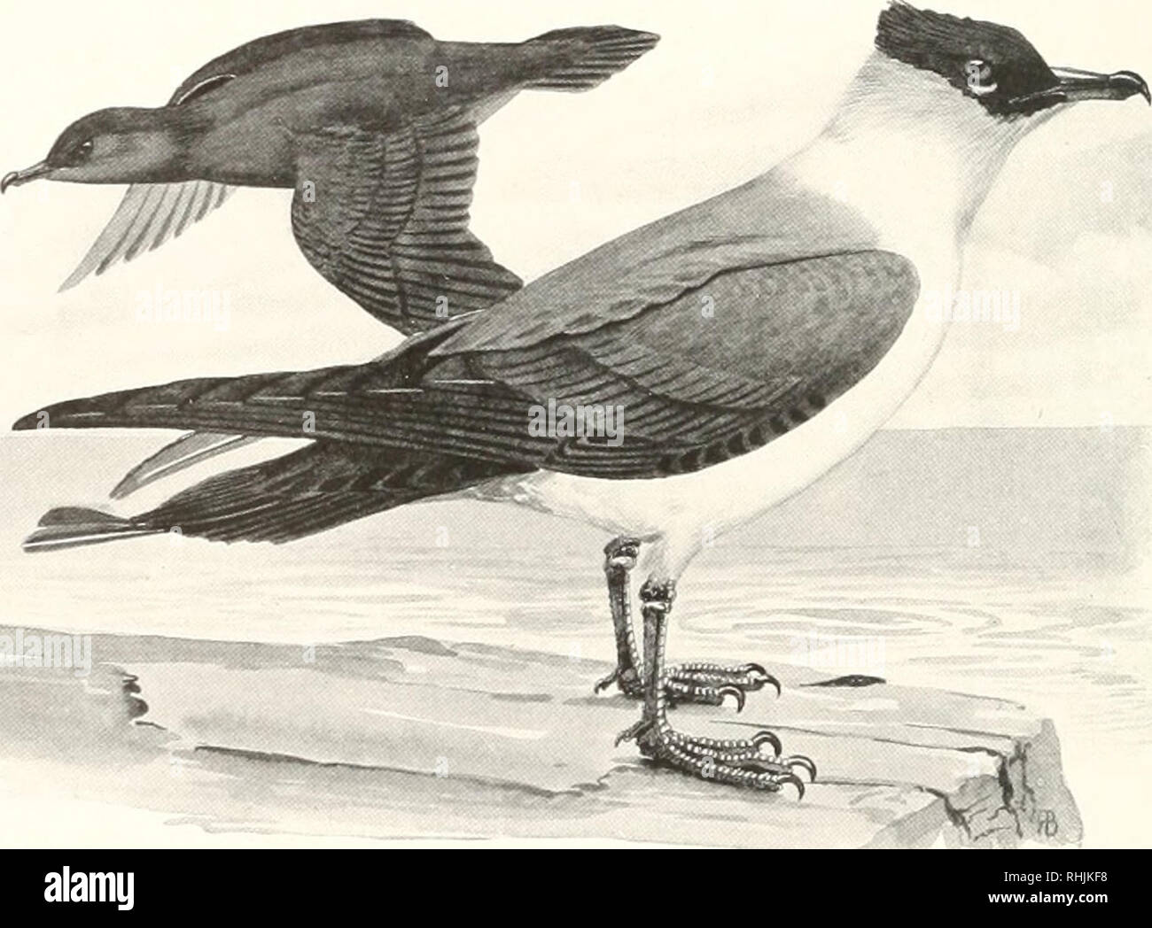 . Oiseaux d'Amérique ;. Les oiseaux -- Amérique du Nord. 34 OISEAUX D'AMÉRIQUE, plumage brun noirâtre sur tout, l'ombrage en noir sur couronne, la foudre sur l'abdomen ; primaires, blanchâtre à la base ; pieds, blotched avec du jaune et du milieu sombre des plumes de queue |mais irojecting la moitié d'un pouce. Nid et oeufs.- Nest : Sur le terrain dans le nord du marais, d'herbe et de la mousse. Les oeufs : 2 ou 3, olive, verdâtre ou brunâtre pâle,, tachetés de brun foncé. La distribution.- partie nord du nord de l'hémi- sphère ; races de l'île Melville et du centre- sud terre verte au nord de l'Alaska, le nord de Mackenzie, et la Terre de Baffin, et aussi sur Banque D'Images