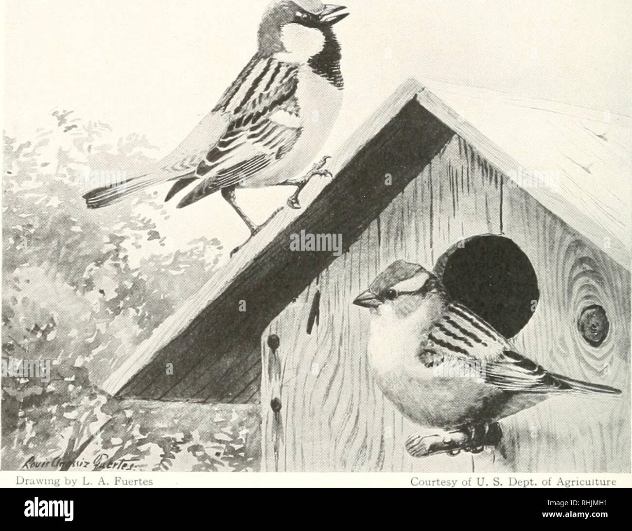 . Oiseaux d'Amérique ;. Les oiseaux -- Amérique du Nord. Les OISEAUX D'AMÉRIQUE est mensonge 1 F," Sparrow ou luiro])i-un moineau domestique a été introduit en Amérique en 1850. À l'automne de cette année huit paires ont été portées à Brooklyn, N. Y., et libérée dans le printemps. Depuis, de nombreux les importations ont été faites, et de petits lots de moineaux ont été reportés d'une localité à une autre jusqu'à ce que l'oiseau est maintenant presque tous les naturalisés o^â er aux États-Unis. Cette diffusion rapide est un résident, il commence son début de nidification et quand les autres oiseaux arrivent, tous les sites de nidification sont disponibles d'occ Banque D'Images