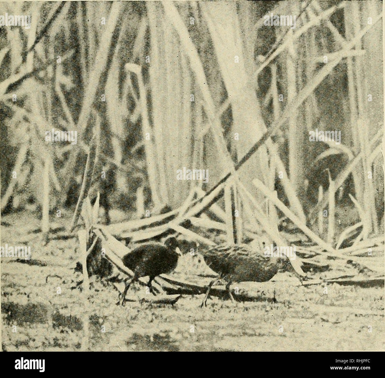 . L'univers des oiseaux. Les oiseaux, les oiseaux, l'ornithologie. La vie estivale du Râle de Virginie 247 quitte le nid la mère revint et appela doucement, lorsque, comme par magie, peu de boules animées semblait jusqu'au printemps noir tout autour et rouler jusqu'à elle. Je pris dix d'entre eux, et, à les mettre dans l'un de mes pieds de pistes dans la boue molle, ils sont restés en silence jusqu'à ce que la mère est venue et a appelé, puis, peeping faiblement, ils ont essayé d'en sortir. À défaut de les appeler à elle, elle est venue et a pris l'un à partir de la fosse et l'a mis à l'écart dans les drapeaux. J'ai suivi en une seule fois, mais avant que je puisse rattraper ses elle avait dropp Banque D'Images