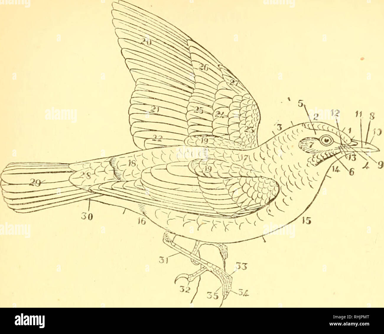 Les Oiseaux Les éléments De Lornithologie Avec 174