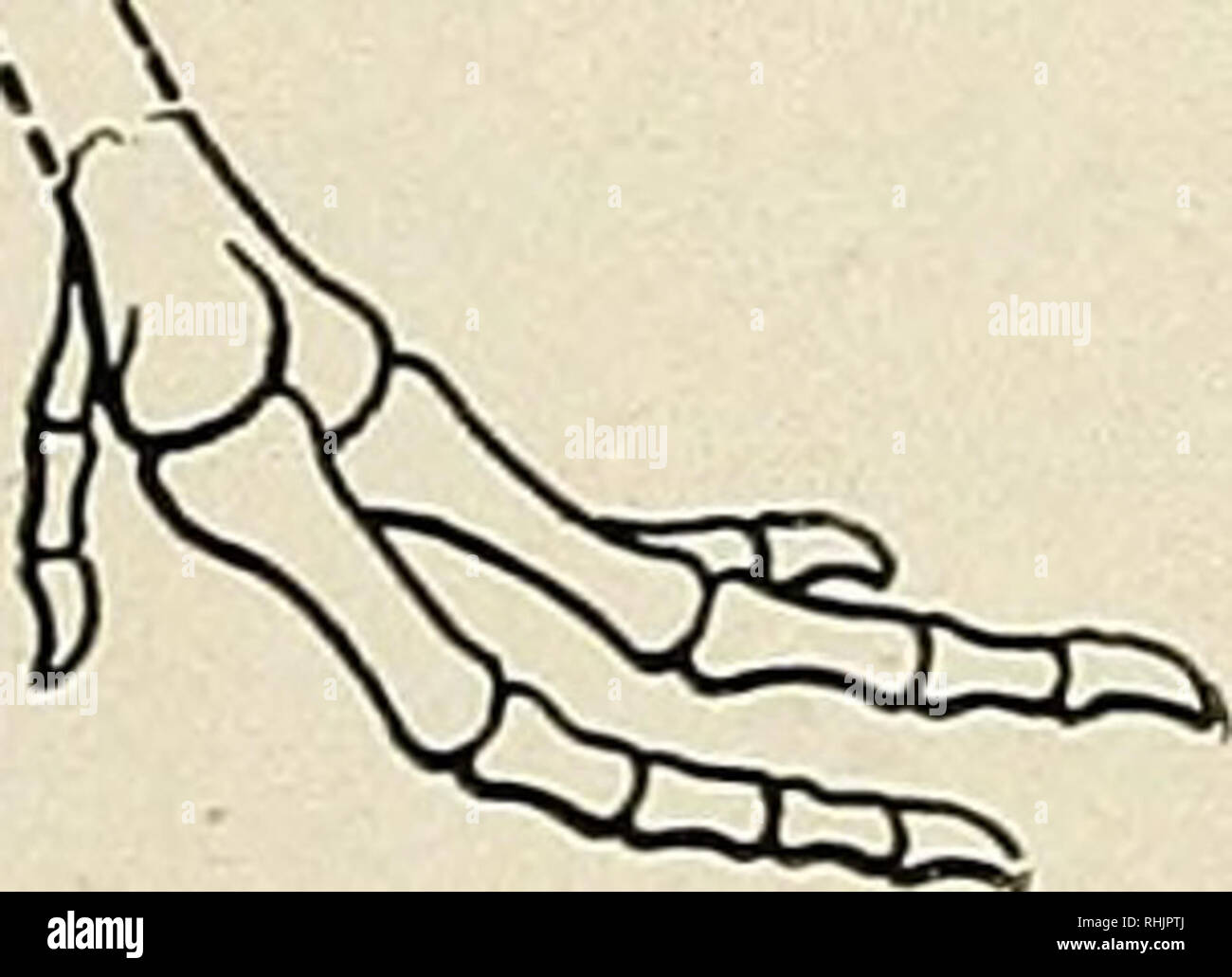 . L'univers des oiseaux. Les oiseaux, les oiseaux, l'ornithologie. DIATRYMA STEINI de squelette reconstruit. X AA (avec la permission de l'American Museum of Natural History). Veuillez noter que ces images sont extraites de la page numérisée des images qui peuvent avoir été retouchées numériquement pour plus de lisibilité - coloration et l'aspect de ces illustrations ne peut pas parfaitement ressembler à l'œuvre originale.. Comité national de la société Audubon d'Amérique ; Association nationale des sociétés d'Audubon pour la protection des oiseaux sauvages et des animaux ; National Audubon Society. New York : Macmillan Co. Banque D'Images