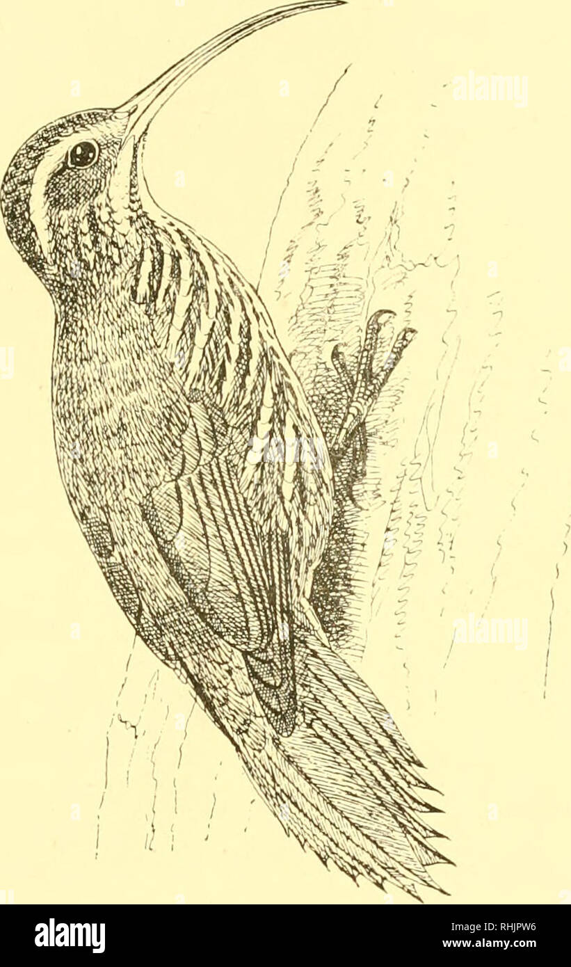 Les Oiseaux Les éléments De Lornithologie Avec 174