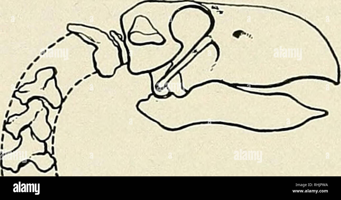 . L'univers des oiseaux. Les oiseaux, les oiseaux, l'ornithologie. L'oiseau géant Diatryma 195 un peu plus de morceaux de l'os de Diatryma d'une plus grande que l'espèce semble-t-il l'un du sud. Ce Dr Shufeldt a appelé Diatryma ajax. Cependant, l'été dernier, M. William Stein, l'un de l'American Museum, collectionneurs de fossiles formés lors de la recherche d'une petite section encore inexplorées et des combustibles d'appoint ou 'badlands' du bassin de Bighorn dans le nord-ouest du Wyoming est venu sur ce magnifique nouveau spécimen qui représente une troisième espèce et qui a été nommé en l'honneur de son découvreur, Diatryma steini. Les os w Banque D'Images