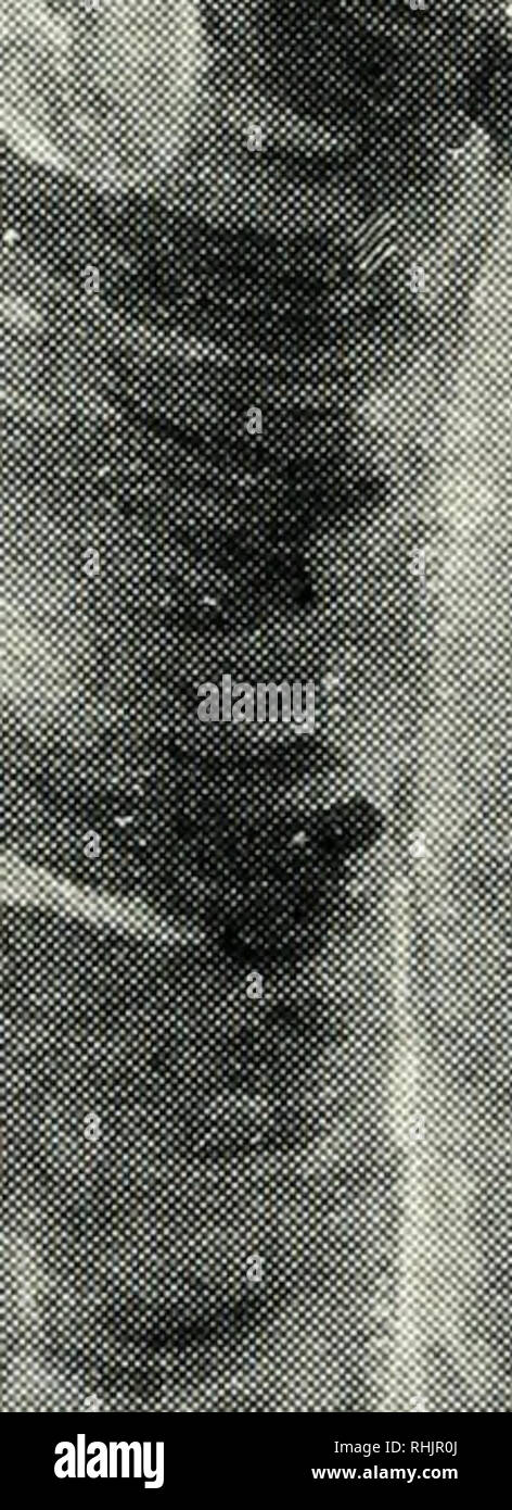 . Nids d'oiseaux ; une introduction à la science de l'caliology. Les oiseaux ; les oiseaux. lliiiiiiiiiMiiiiiiiallPBiiiP ;. ' Nid de la anormal (Fringilla coelebs CHAFFINCH).. Veuillez noter que ces images sont extraites de la page numérisée des images qui peuvent avoir été retouchées numériquement pour plus de lisibilité - coloration et l'aspect de ces illustrations ne peut pas parfaitement ressembler à l'œuvre originale.. Dixon, Charles, 1858-1926. Londres : G. Richards ; New York, F. A. Stokes Company Banque D'Images