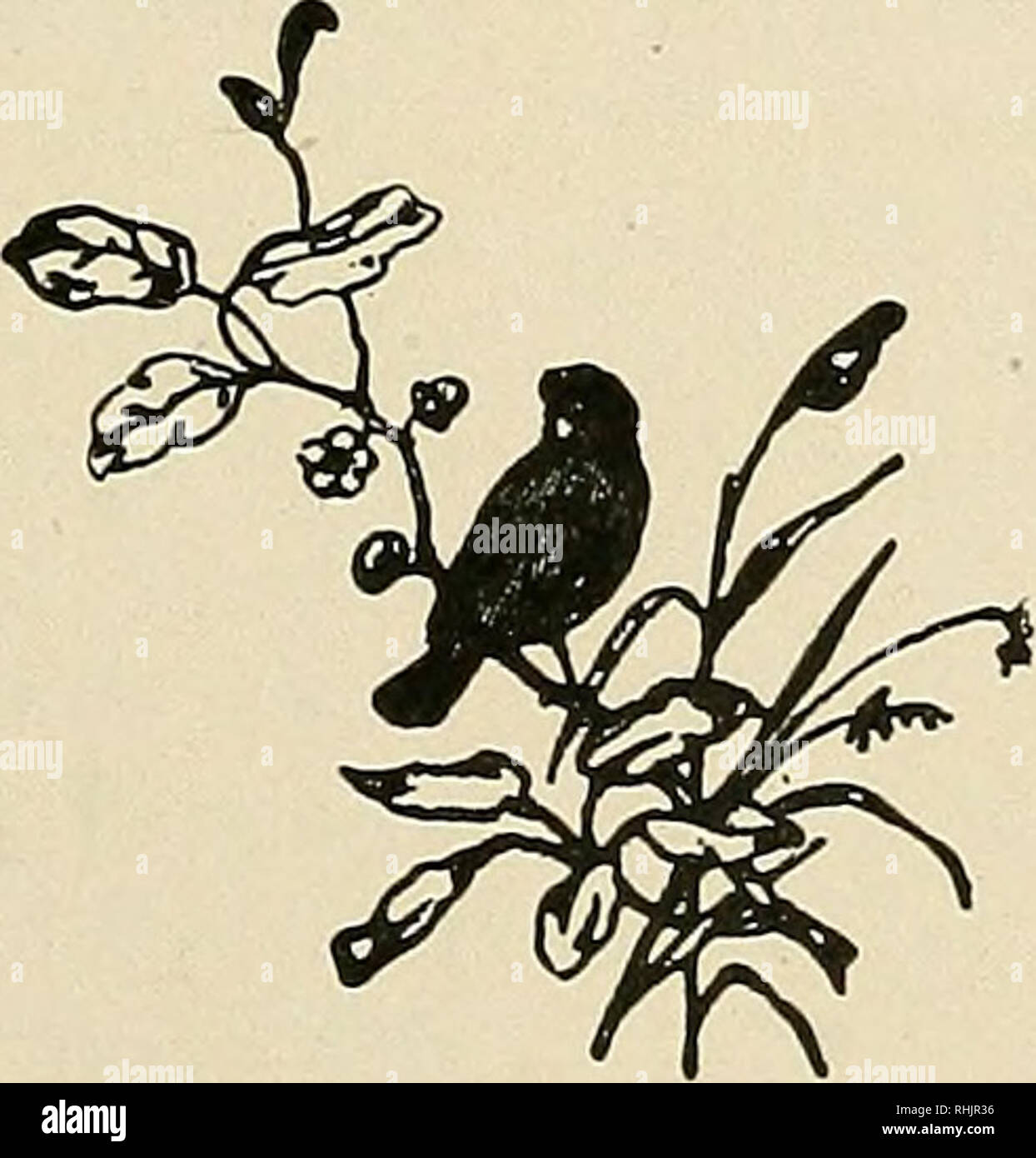 . L'univers des oiseaux. Les oiseaux, les oiseaux, l'ornithologie. L'White-Throated Sparrow 175 'Twas un bruant à gorge blanche, qui a accéléré une flèche de lumière encore de chanson de son carquois, et percé avec son charme chaque vallée et Dell sur les rives de la rivière galopante. "Oh, chanter ! Chantez-là ! Chantez-là !" La chanson du chanteur sauvage avait le son d'une âme qui est heureux. -Lucy Larcom. Il est plutôt facile de siffler une imitation de la Fauvette grisette's notes, et ainsi beaucoup de curiosité ne possèdent souvent l'oiseau qu'il proviendra d'une distance à l'appel, et gazouillent et regarder et crane son cou avec les plus dynamiques d'entre Banque D'Images