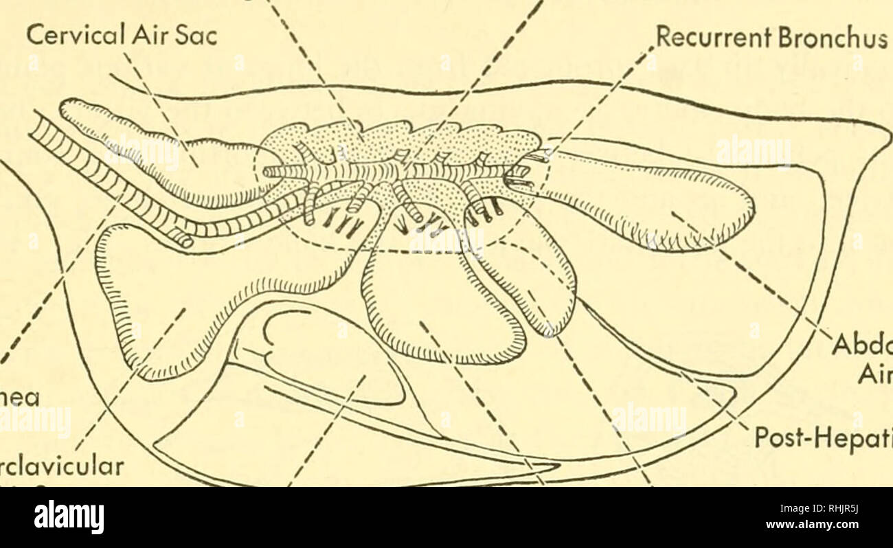 Schéma Plan Sagittal De L animal Vertébré à Respiration Aérienne Biologie des vertébrés : une étude comparative de l'homme et de ses alliés de l'animal. Les vertébrés Les vertébrés ; -- Anatomie ; anatomie, comparatif. La libération d'énergie gauche 409 LungN
