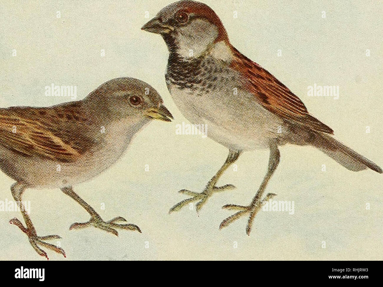 . L'univers des oiseaux. Les oiseaux, les oiseaux, l'ornithologie. m  % Ij^. ENGLISH SPARROW Commander-Passer Es Genre-Passer Famille-FringilliD ; Espèces-ESTicus" DOM Association nationale des sociétés d'Audubon. Veuillez noter que ces images sont extraites de la page numérisée des images qui peuvent avoir été retouchées numériquement pour plus de lisibilité - coloration et l'aspect de ces illustrations ne peut pas parfaitement ressembler à l'œuvre originale.. Comité national de la société Audubon d'Amérique ; Association nationale des sociétés d'Audubon pour la protection des oiseaux sauvages et des animaux ; National Audubon Society. New York : Macmillan Co. Banque D'Images