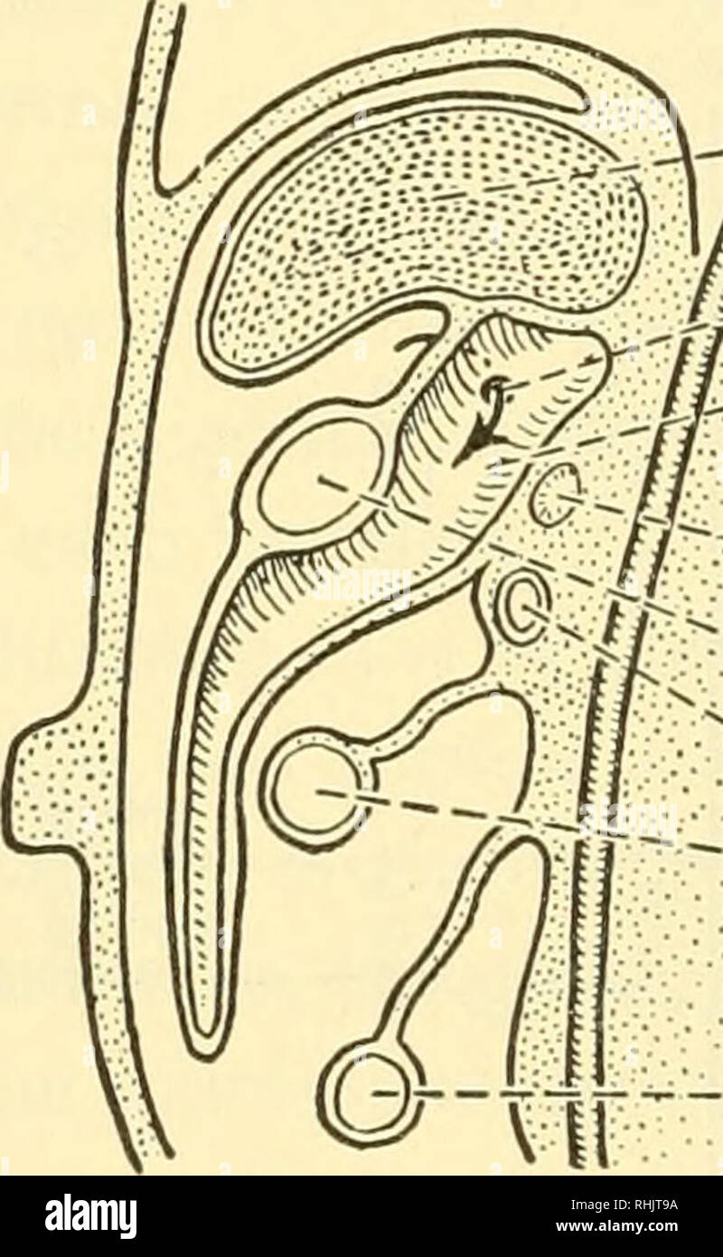 . Biologie des vertébrés : une étude comparative de l'homme et de ses alliés de l'animal. Les vertébrés Les vertébrés ; -- Anatomie ; anatomie, comparatif. 128 Biologie de l'intestin des vertébrés ainsi que l'invasion de l'mésentères par des structures comme le foie, le pancréas et la rate. Avec la différenciation de l'appareil digestif abdominale dans l'estomac, intestin grêle, côlon, rectum, et les parties correspondantes du mésentère dorsal sont connus comme mesogaster, mésentère, correcte et mésocôlon mésorectum, respectivement. Lorsque le foie se développe dans le reste de la face antérieure du mésentère ventral, la part Banque D'Images