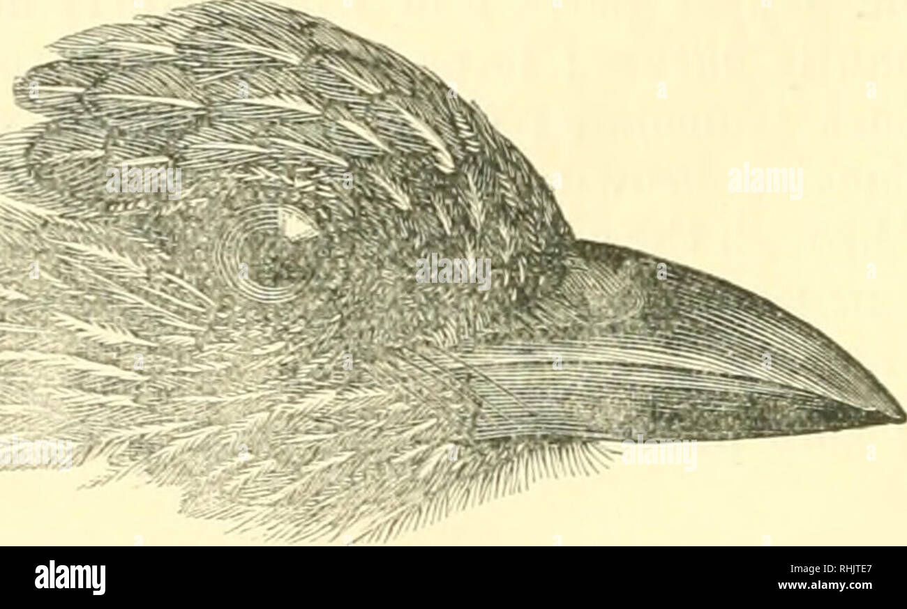 . Les oiseaux. Les oiseaux. TIMALIID 184/I. Genre GRAMMATOPTILA Reichnb., 1850. Le genre contient des Orammatoptila mais une espèce, qui peut être reconnu par son stout, profond et bill court, plumage strié et par le long poils frontale qui atteignent plus les narines. C'est dans les habitudes et nidification près de Trochalopterum, et semble former un lien entre le vrai et Laughing-Thrushes les oiseaux du genre Turdoides et Argya. Il y a deux races géographiques. Grammatoptila striata. Clé de la sous-espèce. A. Les plumes de crest pas de rayures blanches ; pas de bandes brunes sur les côtés de la couronne .... G. striata striata, p Banque D'Images