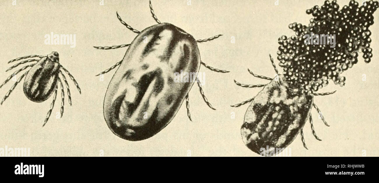 La Biologie Et L Homme Biologie Les Etres Humains Les Tiques La Tique De Graines Femelles Adultes Jeunes Adultes Engorgees Femme Femme Ponte Bureau De L Entomologie Et La Quarantaine Vegetale Je