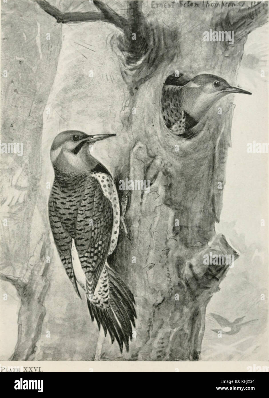 La Vie Des Oiseaux Un Guide Pour L Etude De Nos Oiseaux Communs Les Oiseaux United States Oiseaux Ouvrages Pour La Jeunesse Flicker Leuf E J Cx Pouces