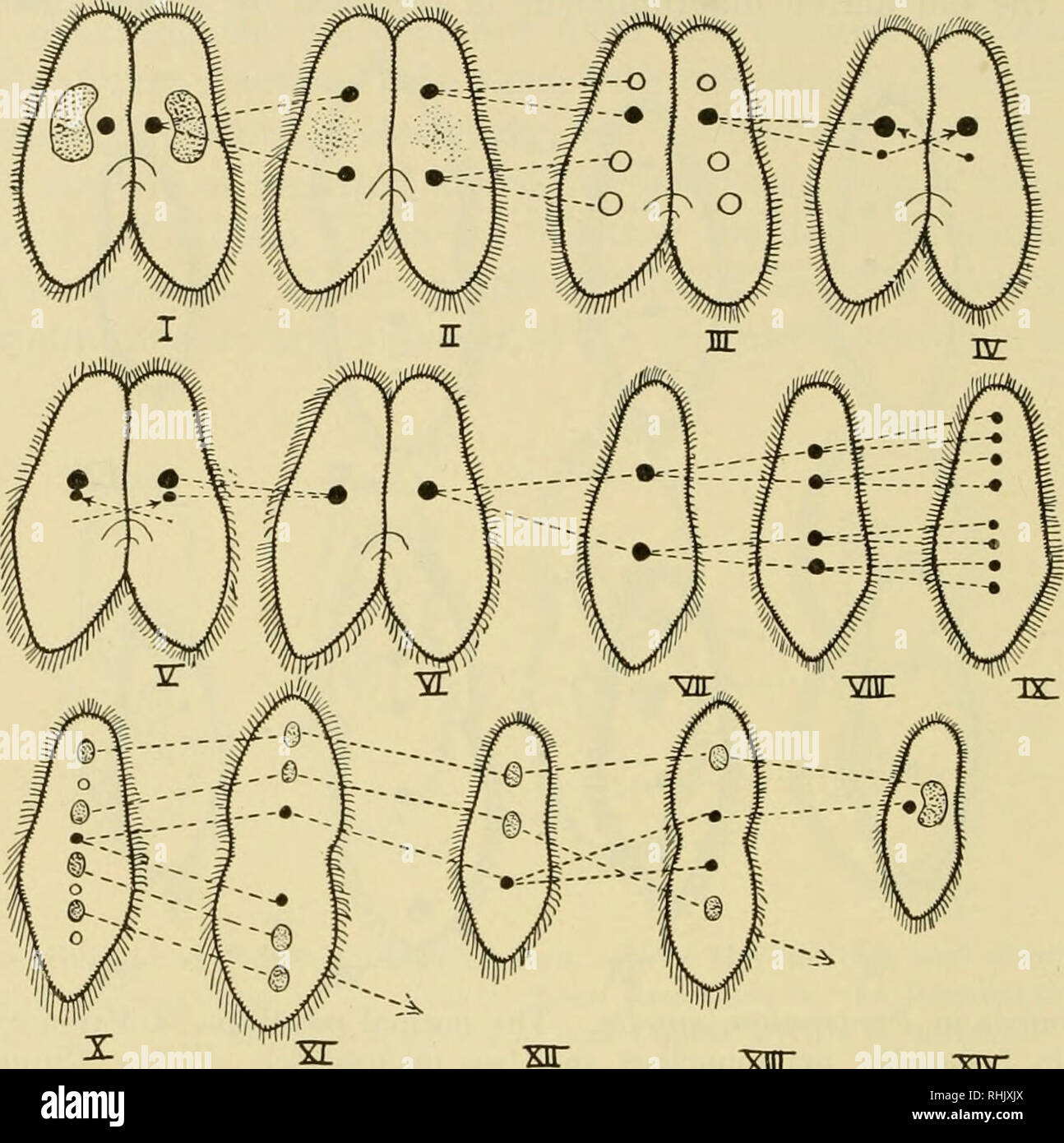 . Biologie ; l'histoire des êtres vivants. 162 macronucleiis organismes illustrant des principes biologiques, s'allonge et sépare deux fois en succession rapide. Trois des micronoyaux ainsi formé dans chaque cellule disparaître, mais le quatrième on divise à nouveau. Dans ce dernier deux masses irrégulières de chro- matin sont formés. Ce processus a été comparé à une division similaire. inr "Xcr conjugaison dans caudafiim Paramécie. Peu de temps après la paire de conjugaison sont réunis avec leur surface ventrale opposés (I) un pont protoplasmique est constituée, le décompose macronucléus (II) et chaque micronudeus di Banque D'Images