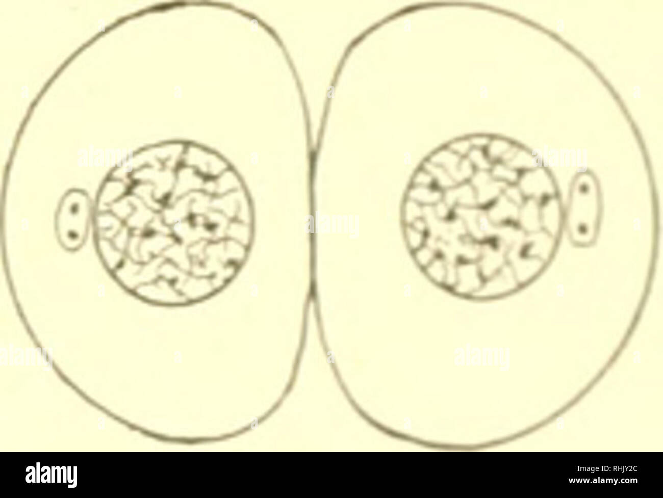 . Biologie ; l'histoire des êtres vivants. . Fin de l'anaphase teophasa^ter membranes nucléaires ctoir restivxT cellules stade. La mitose dans les cellules animales. Comparer ce schéma avec qu'à la page 11. division, une légère constriction apparaissant dans le corps de la cellule. La constriction dans la cellule devient plus évidente et, comme le j)rocessus continue, les chromosomes sont regroupés de manière à former la nouvelle- noyaux des deux cellules filles. Ces changements progressifs sont connus collectivement sous le nom de l'anaphase. Dans la phase finale, ou Idophasc, les deux jeux de chromosomes lo progressivement.-;e leur individualité et devenir ma Httle Banque D'Images