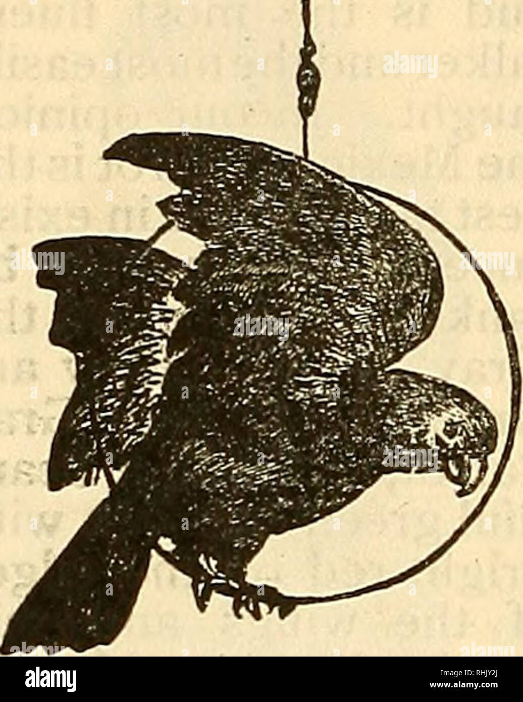 Lentreprise Aliments Pour Oiseaux Oiseaux De Cage Livre