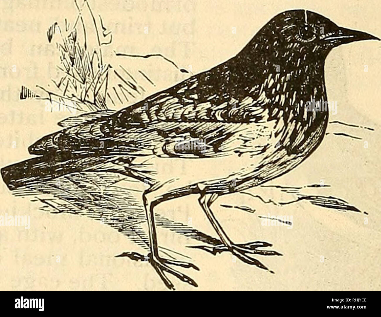 Chant Doiseaux En Cage Photos Chant Doiseaux En Cage