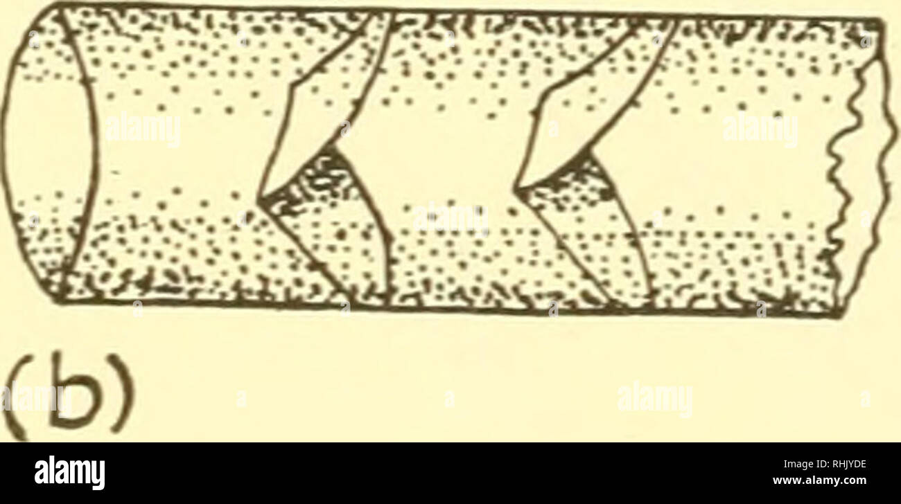 . La biologie des animaux marins. Les animaux marins ; physiologie, Comparative. 656 LA BIOLOGIE DES ANIMAUX MARINS ceans et lamellibranchs. Ces abris varient grandement en forme et com- position. Une anémone de mer fouisseurs (Cerianthus) lignes son terrier dans la boue avec matériel mucoïde renforcée par les nématocystes. Certains amphipodes, comme Amphithoe rubricata, vivent dans des nids tubulaires formé de fragments de mauvaises herbes tenus ensemble avec les threads sécrétée par les glandes de la pédale. Quelques lamelli- sièges, p. ex. Lima, construisent des nids de byssus. Les Tubes du phoronidés ont une base organique contenant de la chitine, et sont coriaces, imp Banque D'Images