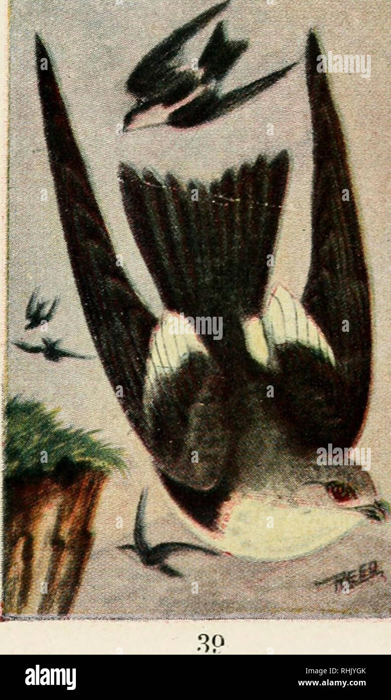 . Guide des oiseaux : les oiseaux des terres à l'Est des Rocheuses de perroquets à merles-bleus. Les oiseaux -- United States. À gorge blanche. 425. Aeronautes melanoleucus. QYo pouces. Cette belle Swift est l'un des plus gracieux de créatures ailées. Son vol est extrêmement rapide et ses évolutions remarquables. Ils nichent dans des communautés, des milliers d'entre eux se regroupaient souvent sur le dessus des falaises inaccessibles, dans les crevasses de laquelle ils font leurs maisons. Aucun oiseau n'a plus besoin d'un nom générique de cette espèce-"aeronautes," signifiant marin de l'air ; il est un marin de l'air et un mât complet Banque D'Images