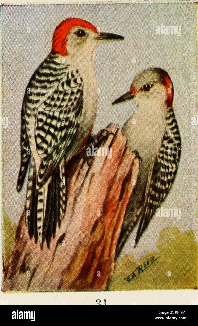 Guide Des Oiseaux Les Oiseaux Des Terres à Lest Des