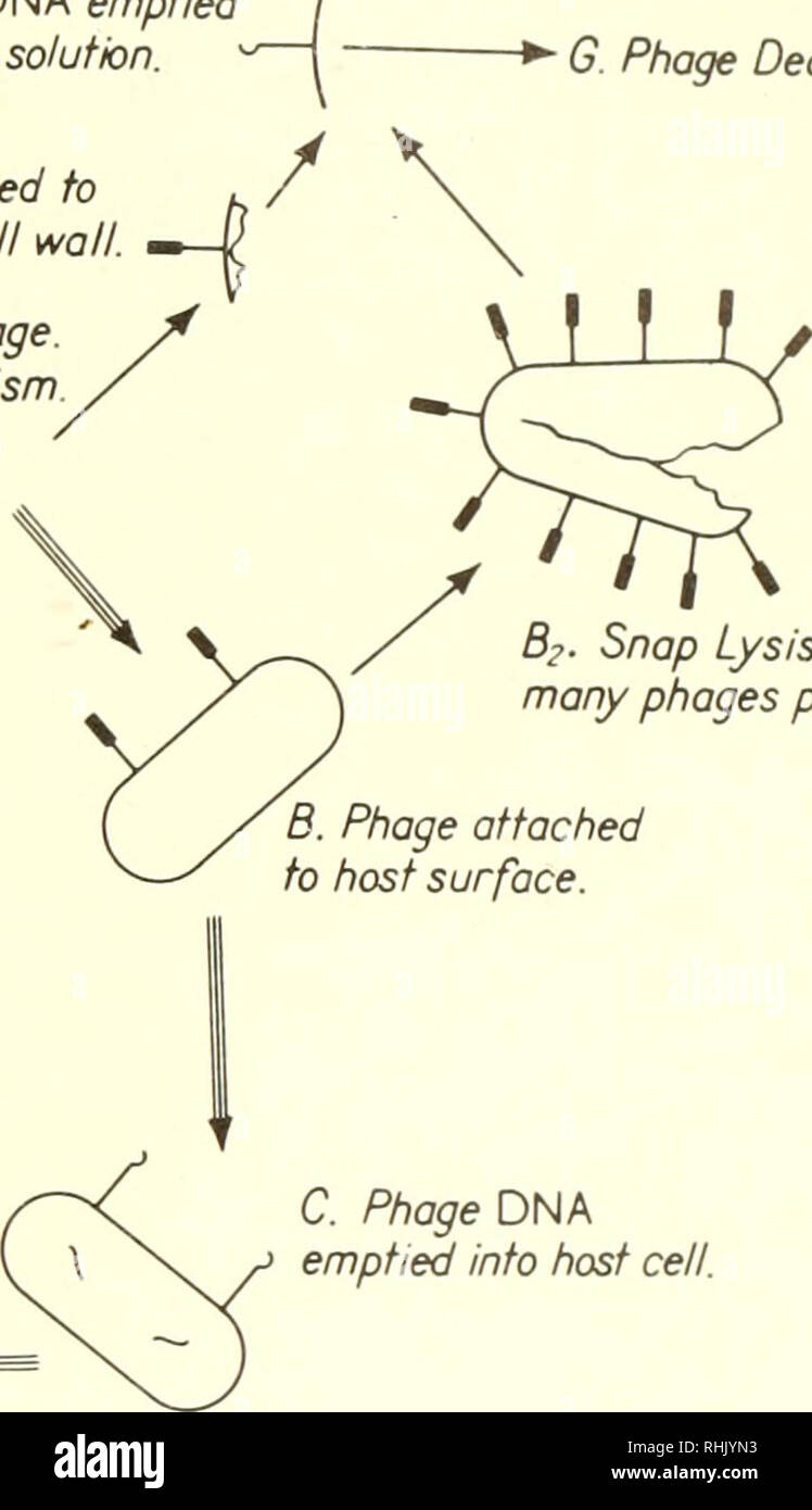 . Sciences biophysiques. La biophysique. Phage incomplète B2. Le Lysis. Un trop grand nombre de phages par Phage bactérie B. joint à la surface de l'hôte. C. L'ADN du phage vidés dans la cellule hôte. L'activation. Veuillez noter que ces images sont extraites de la page numérisée des images qui peuvent avoir été retouchées numériquement pour plus de lisibilité - coloration et l'aspect de ces illustrations ne peut pas parfaitement ressembler à l'œuvre originale.. Ackerman, Eugene, 1920-. Englewood Cliffs, N. J. , Prentice-Hall Banque D'Images