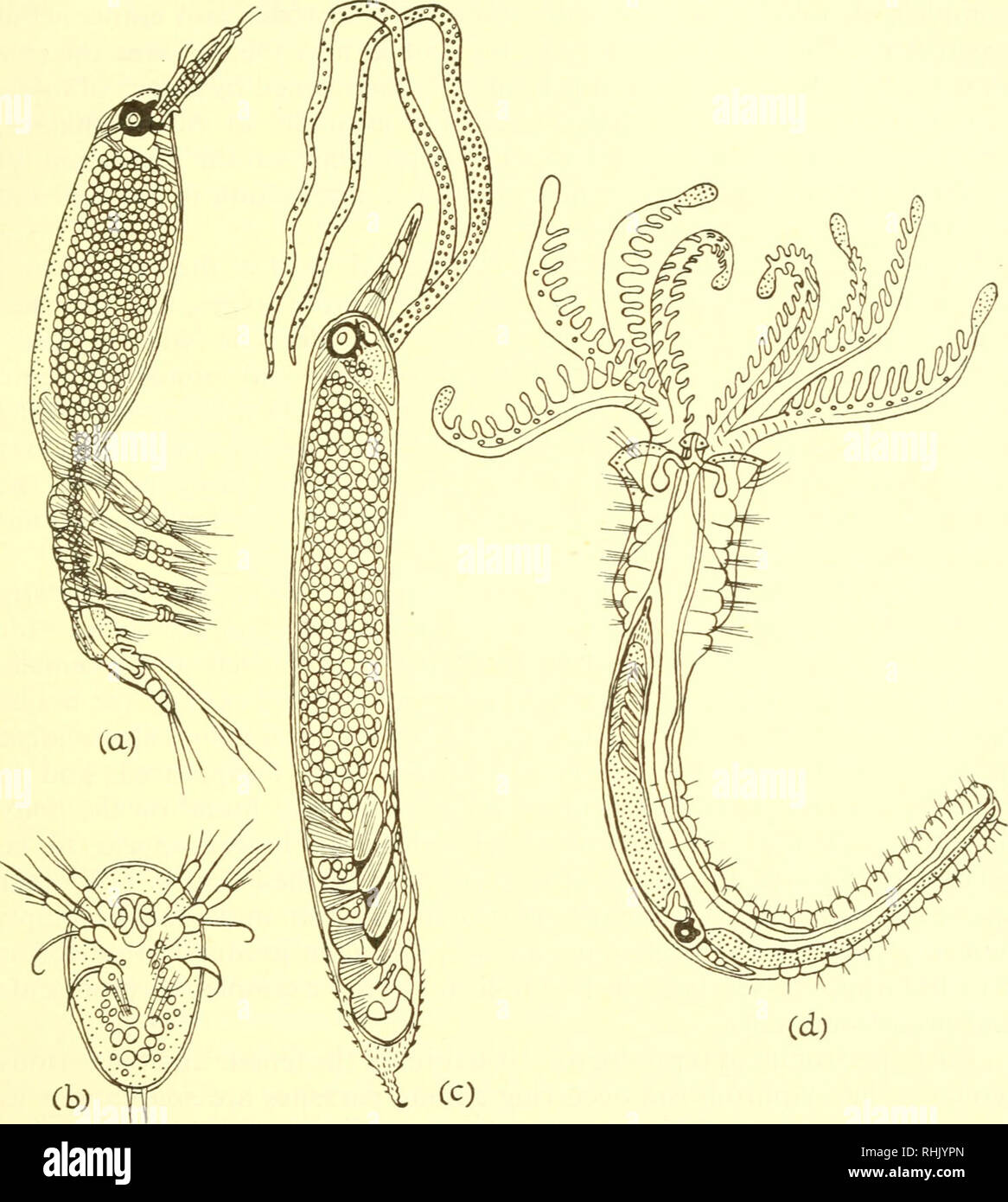 . La biologie des animaux marins. Les animaux marins ; physiologie, Comparative. Conclusions 607 associations probablement l'aspect le plus frappant du parasitisme est la tendance à la dégénérescence morphologique. Dans un début de parasitisme, comme vu dans le copépode Caligus, le parasite ne diffère que légèrement de formes indépendantes.. Fig. 14.17. Stades de développement dans l'espèce Monstrillid Cymbasoma rigidum ( = Haemocera danae) (a) adultes pélagiques ; (b) larve nauplius ; (c) femelle parasite retiré de son hôte ; (d) parasite en position dans son hôte (Salmacina dysteri). (D'après un dessin de Malaquin (65).) C'est certains Banque D'Images