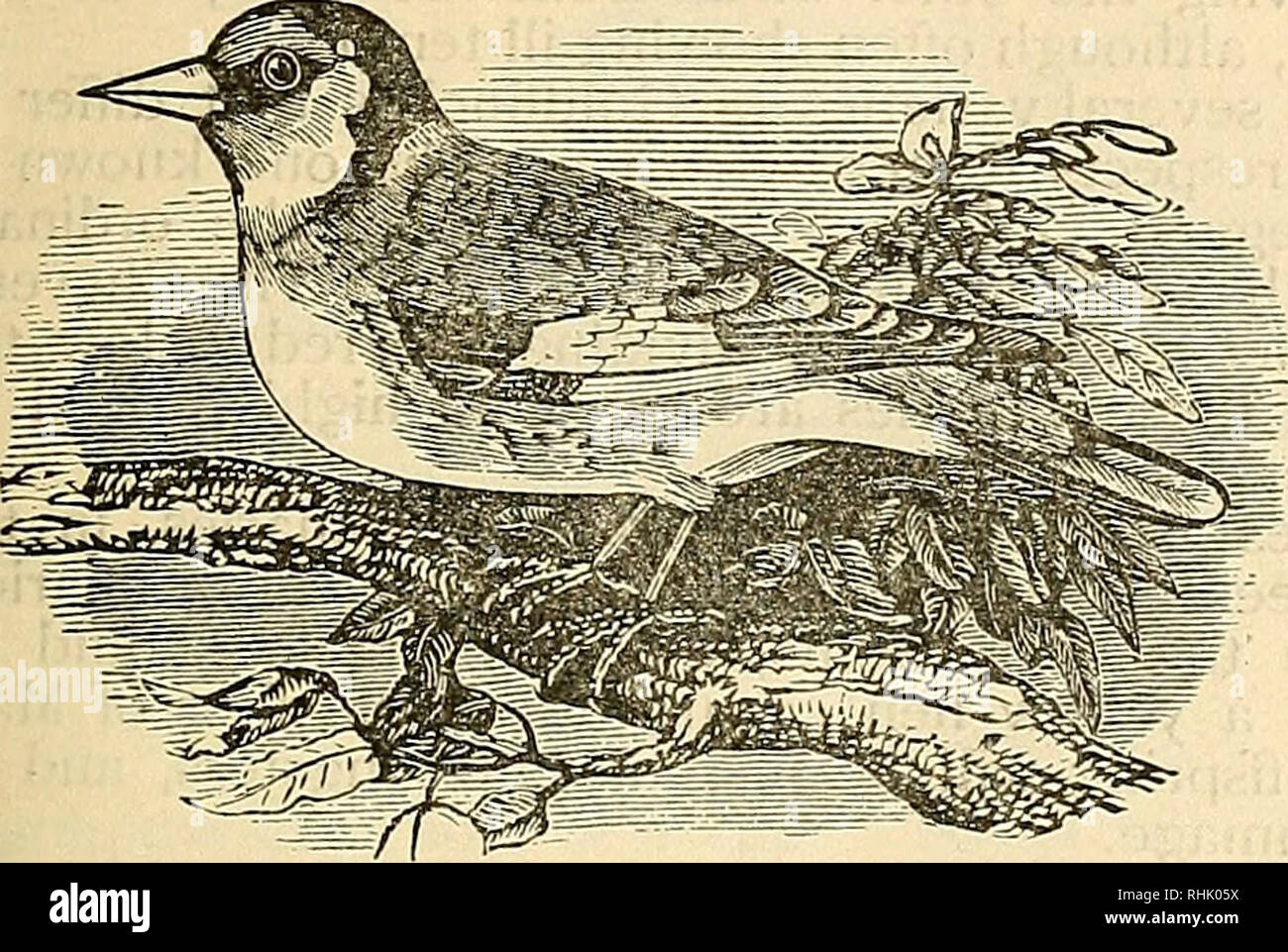 Lentreprise Aliments Pour Oiseaux Oiseaux De Cage Livre
