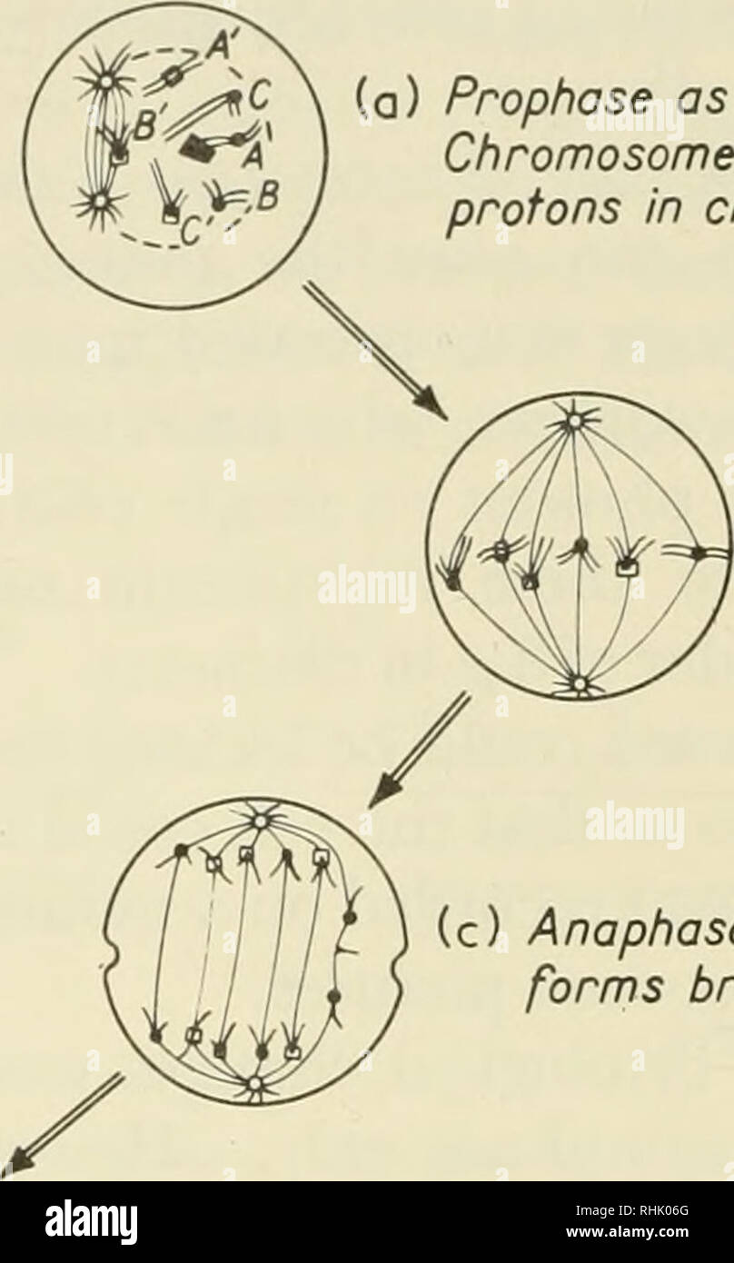 . Sciences biophysiques. La biophysique. (A) La prophase comme dans Fig. 2(b). Un chromosome est bombardé avec des protons dans la région. crosshatched (B) la métaphase normal comme en Fig. 2 (c). (C) l'Anaphase. Formes d'un chromosome pont. (D) la télophase incomplète en raison de l'utilisation des pont entre les noyaux. La figure 5. Représentation schématique des résultats lorsque le micro- faisceau de rayonnement ionisant prophase frappe chromosome. On obtient des résultats similaires dues à l'irradiation au cours de méta- phase. Les cellules musculaires de diviser qu'occasionnellement, et ceux de l'adulte du système nerveux des vertébrés pas du tout. Changements cytologiques dans ces types de marquage ce Banque D'Images