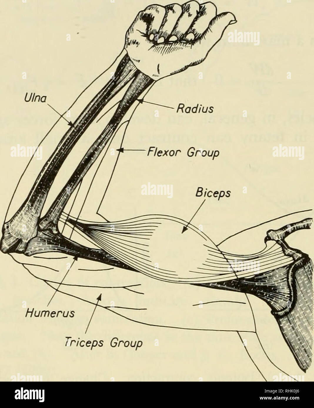 . Sciences biophysiques. La biophysique. 144 /8 Muscles : 3 B. L'interaction avec le système nerveux chez l'animal intact, le muscle se contracte après stimulation par le système nerveux. Les impulsions dans les fibres nerveuses sont appelés les potentiels électriques spike spike similaires ; voyages potentiels le long de la. Groupe Triceps humérus Figure 5. Les muscles et les os du bras. Le bras inférieur agit comme un levier bras au niveau du coude. Le biceps, qui emploie la force au levier, est jointe au rayon près du coude. La charge est appliquée à ce levier au niveau du poignet. Donc, la mécanique théorique Banque D'Images