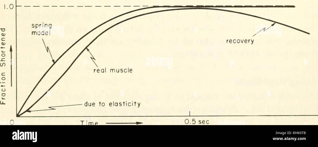 . Biophysique : concepts et mécanismes. La biophysique. Les bases moléculaires de la contraction musculaire 279 maintenant si la vitesse, v, d'un raccourcissement est toujours proportionnelle à sa force de rappel (c'est l'équivalent d'assumer le ressort est intégré dans un plastique ou de masse très visqueux, et que le ressort est amortie de façon critique) puis : l'intégration donne à k(s - sf),  + (s() - sf)e- •71 vJ0 7. où s0 est la première, ou à partir, de longueur. À partir de ce raccourcissement de la vitesse peut être exprimée en fonction du temps en trouvant le dérivé. C'est v  = k(s0 - s,)ekt la fraction raccourcies,/, définie comme (LP - ^)/(.r0 - Sj), à n'importe quel Banque D'Images