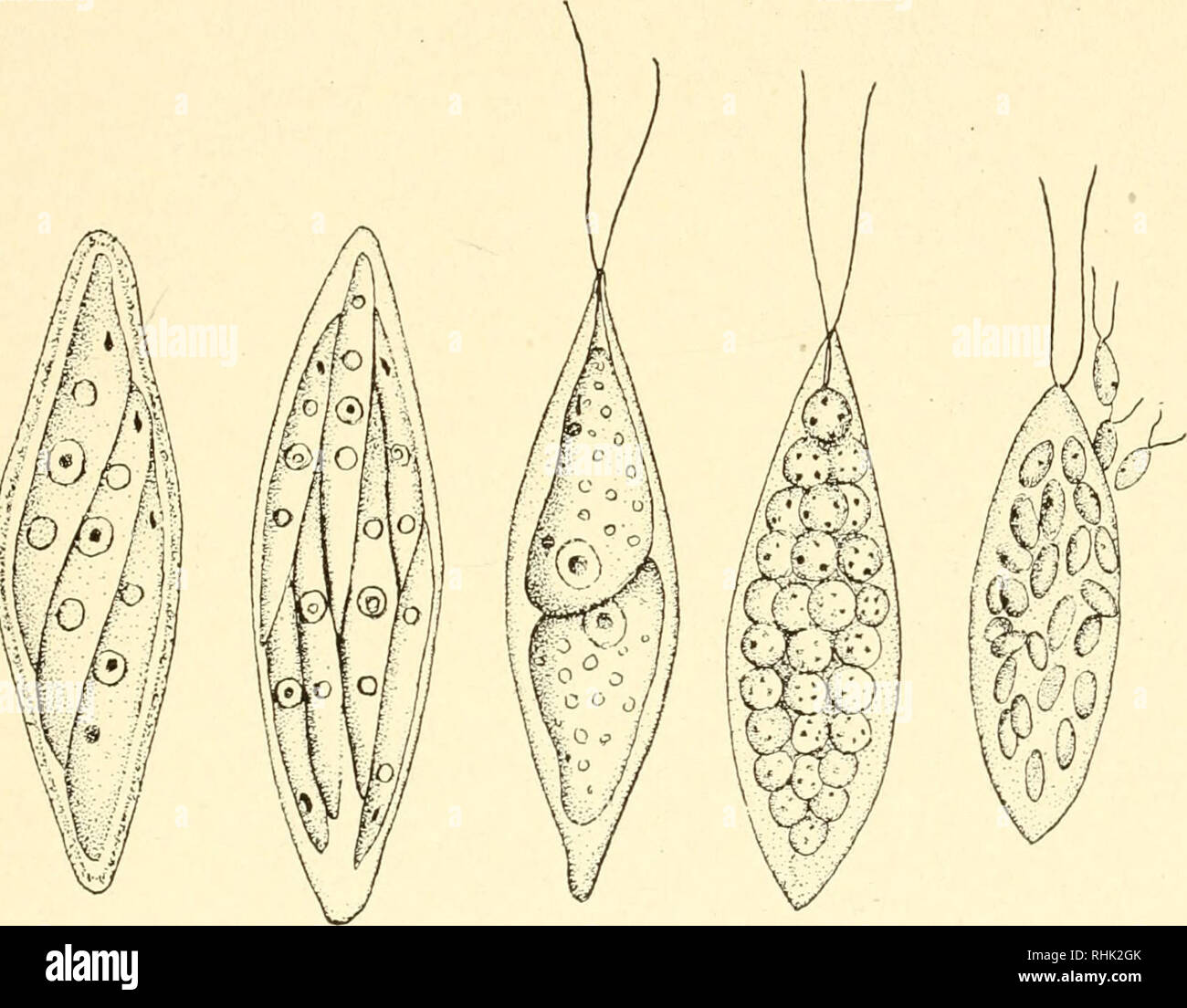  La Biologie De La Protozoaires Les Protozoaires Les Protozoaires 