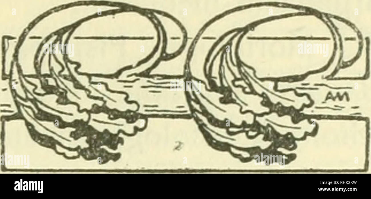 . BIOS. . E PROPOSTE QUESTIONS N. 1. M. R. PiROTTA - Per il riordinamento degli insegna- ^ menti biologici. Primo intento da conseguire è la separazione dell'ordina- mento degli insegnamenti che al conducano conseguimento del diploma professionale (abilitazione all'insegnamento delle Scienze naturali nelle Scuole medie), da quello che al conduca consegui- mento della Laurea (preparazione alla coltura della Scienza). Cogli ordinamenti attuali non si preparano sw insegnanti, né biologi, ma'specialisti in un'Amra più o meno limi- tato di una singola scienza. Il faut un biennio comune Banque D'Images