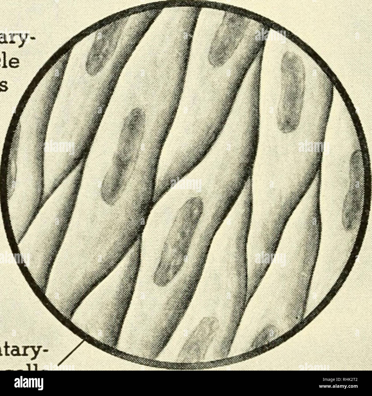 . La biologie et l'homme. Biologie ; les êtres humains. / / Volontaire involontaire des cellules musculaires- cellules musculaires. Les muscles volontaires et involontaires des muscles attachés à l'os et de la peau sont constitués de cellules qui semblent être répartis lorsque vu avec un microscope. Ils sont connectés avec le cerveau ou la moelle épinière et sont soumis à un contrôle volontaire. Les muscles des vaisseaux sanguins et les viscères ne sont pas répartis par bandes ; ils sont tous des muscles involontaires déversées dans le sang. Maintenant la condition chimique du sang directement stimule le nerf vague, qui à son tour agit sur le cœur et la respiration. L'ajustement Banque D'Images